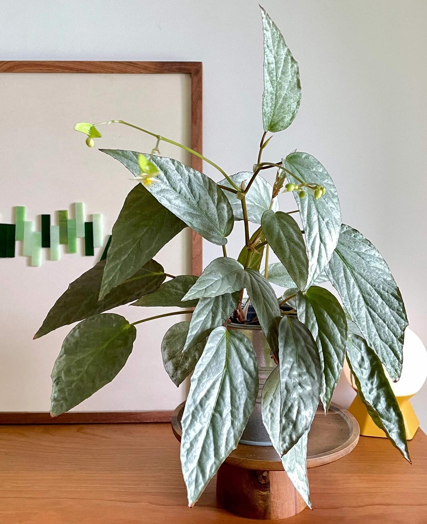 Begonia hatacoa 'Silver' is a stunning begonia with feather-shaped leaves that feature a striking metallic silver hue. This species thrives in high humidity, making it ideal for terrariums or greenhouse environments.
