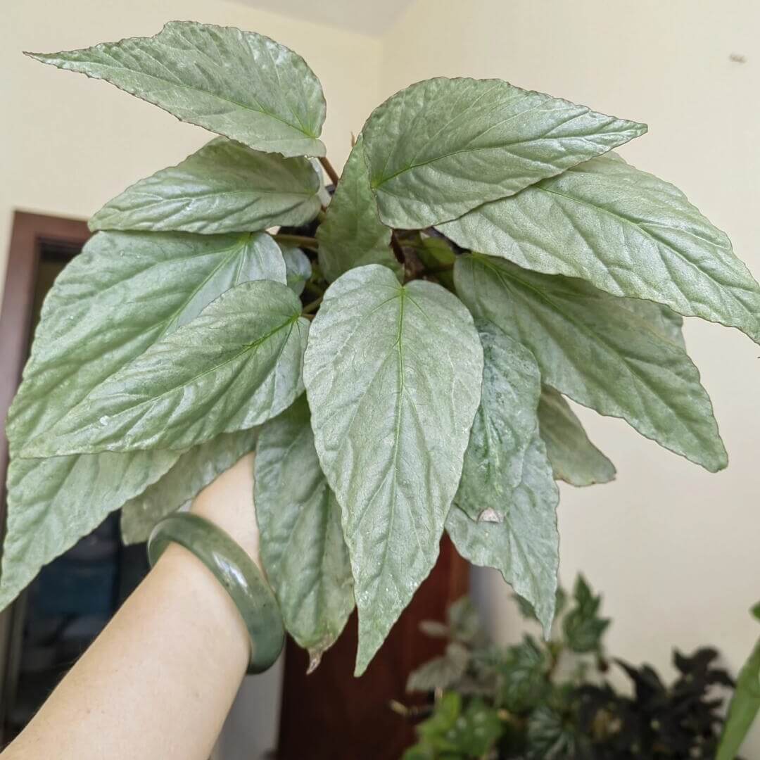 Begonia hatacoa 'Silver' is a stunning begonia with feather-shaped leaves that feature a striking metallic silver hue. This species thrives in high humidity, making it ideal for terrariums or greenhouse environments.