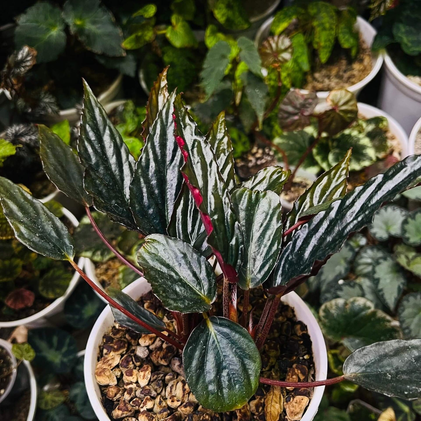Begonia hatacoa var. rubrifolia is a rare and beautiful variety of the rhizomatous Begonia species, native to the Himalayas and Southeast Asia. It is known for its distinctive features and unique appearance, making it a must-have for collectors and plant enthusiasts. Features: Foliage: Dark green, glossy, lance-shaped leaves with stunning blood-red undersides, offering a striking contrast.