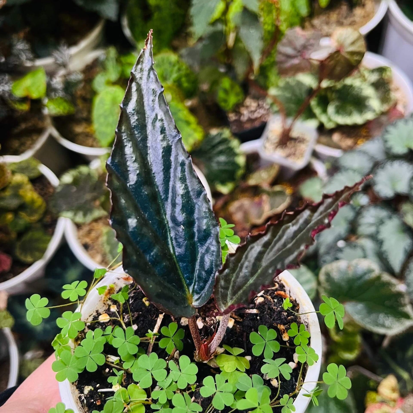 Begonia hatacoa var. rubrifolia is a rare and beautiful variety of the rhizomatous Begonia species, native to the Himalayas and Southeast Asia. It is known for its distinctive features and unique appearance, making it a must-have for collectors and plant enthusiasts. Features: Foliage: Dark green, glossy, lance-shaped leaves with stunning blood-red undersides, offering a striking contrast.