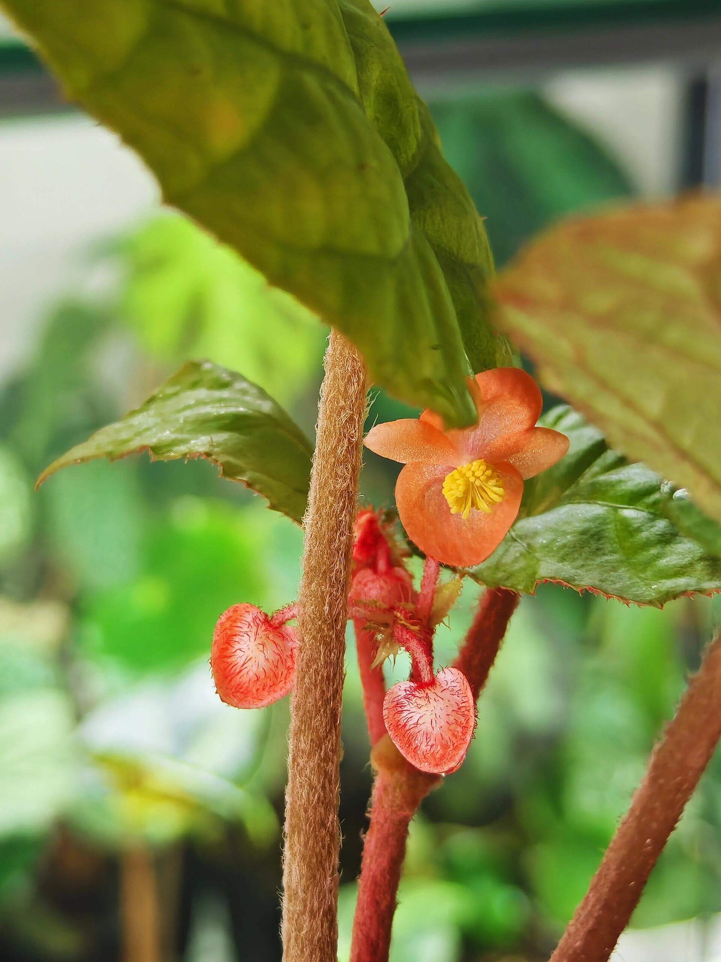 Begonia hekouensis is a captivating begonia species native to the Yunnan province in China. Known for its heart-shaped green leaves and vibrant flowers, this begonia adds elegance and beauty to any plant collection. The plant produces delicate peachy-pink flowers with bright yellow centers, making it an ideal choice for plant lovers seeking something unique.