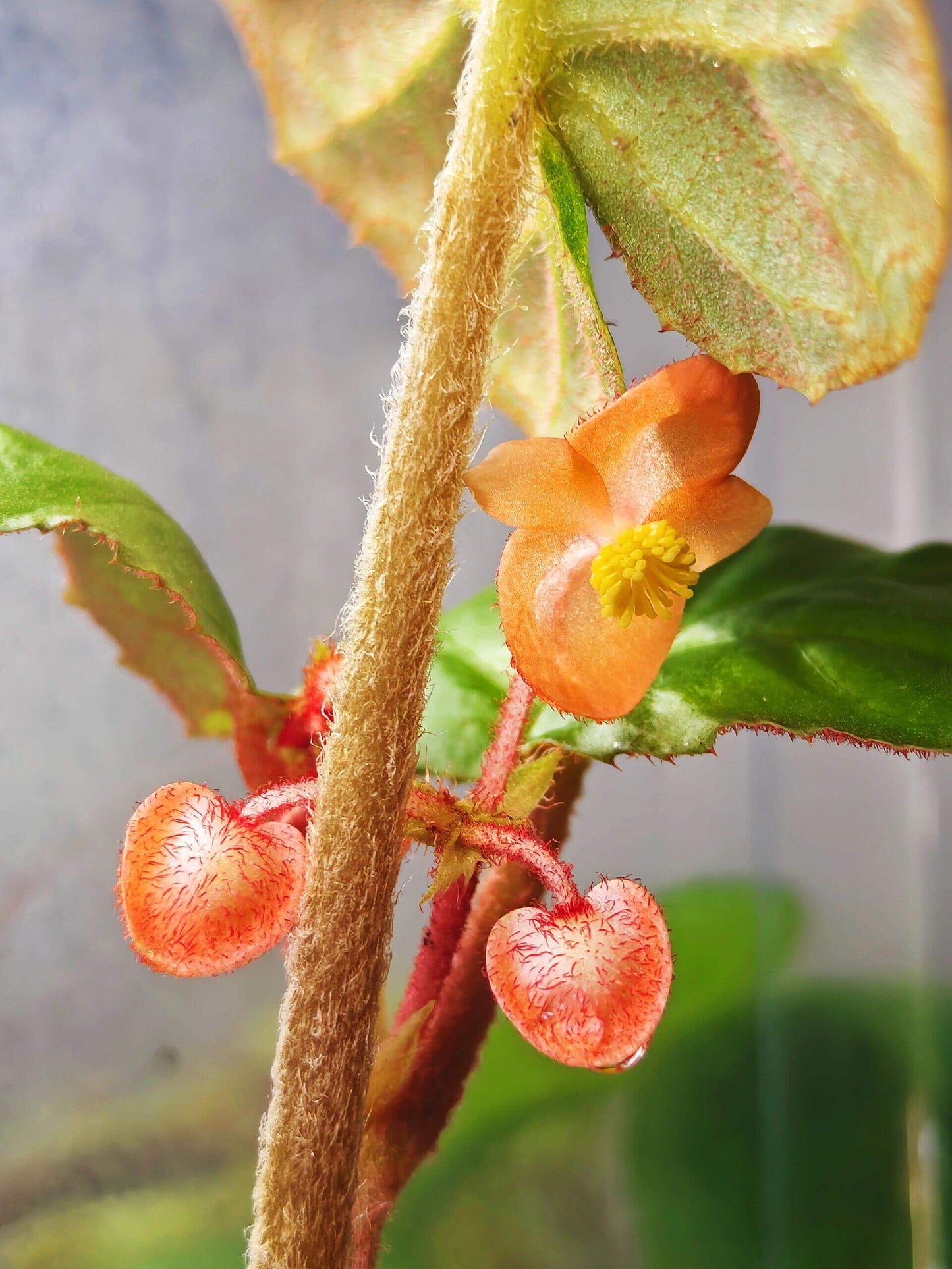 Begonia hekouensis is a captivating begonia species native to the Yunnan province in China. Known for its heart-shaped green leaves and vibrant flowers, this begonia adds elegance and beauty to any plant collection. The plant produces delicate peachy-pink flowers with bright yellow centers, making it an ideal choice for plant lovers seeking something unique.