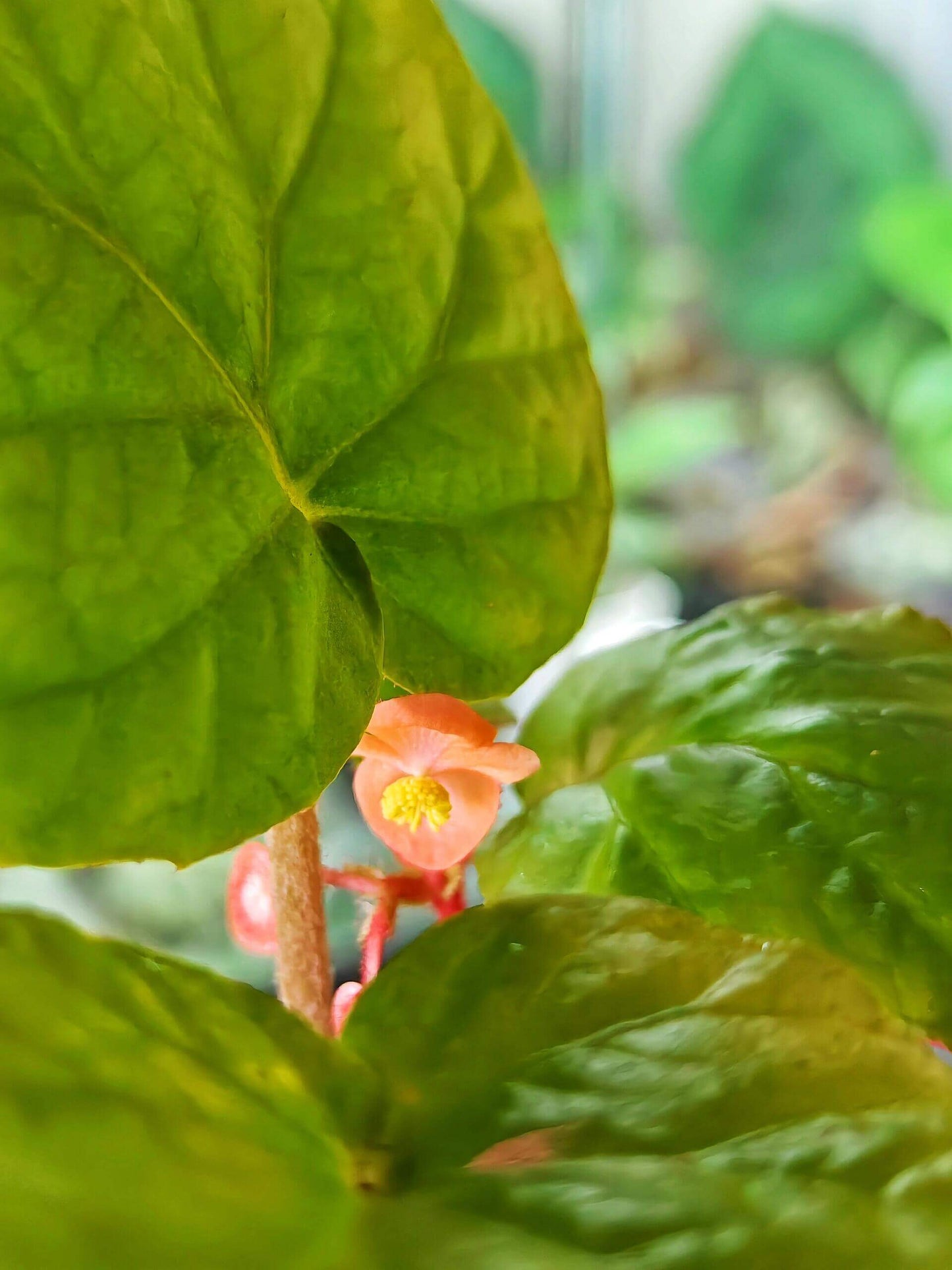 Begonia hekouensis is a captivating begonia species native to the Yunnan province in China. Known for its heart-shaped green leaves and vibrant flowers, this begonia adds elegance and beauty to any plant collection. The plant produces delicate peachy-pink flowers with bright yellow centers, making it an ideal choice for plant lovers seeking something unique.