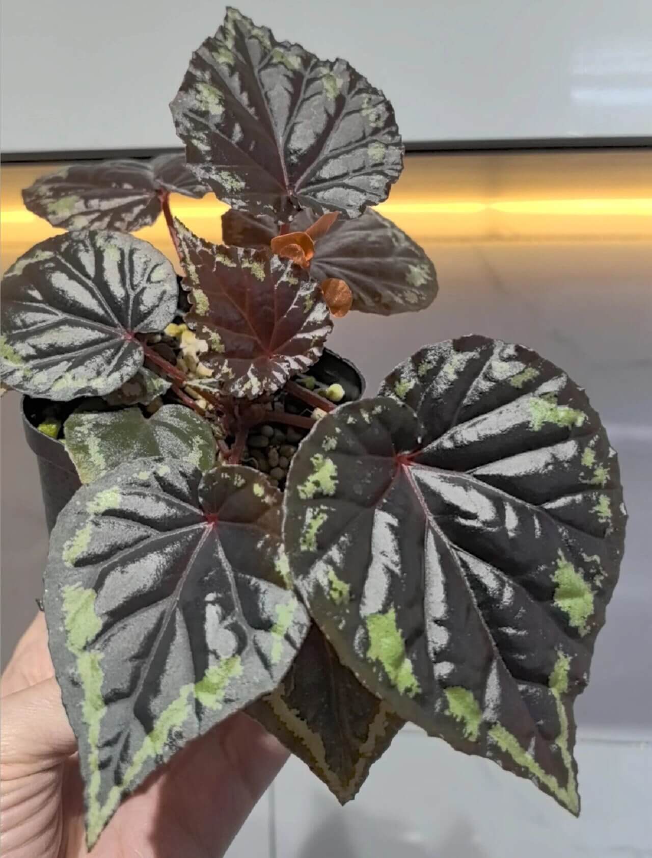 Begonia ignita is a rare and striking tuberous begonia species native to the lush forests of Sulawesi, Indonesia. Known for its heart-shaped leaves that transition from deep red with yellow edges to a mature green or nearly black color, this begonia is as visually captivating as it is unique. The plant's vibrant orange flowers, paired with its distinctive foliage, make it a must-have for collectors and plant enthusiasts alike.