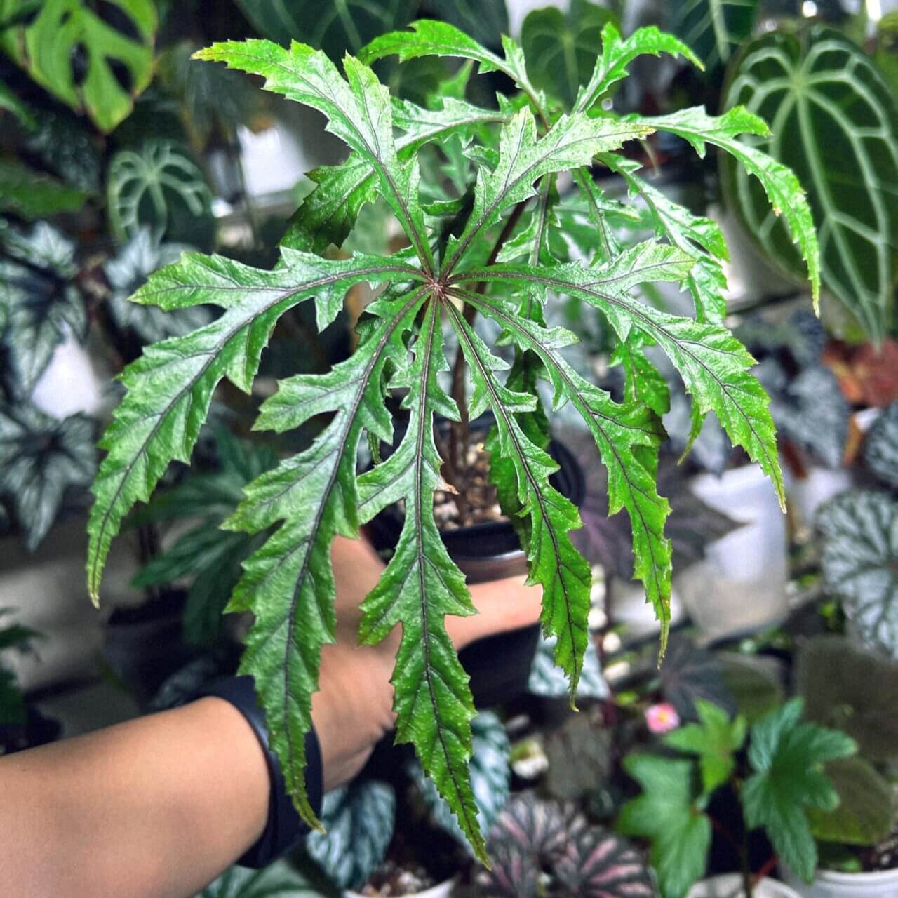 Begonia jinyunensis is a recently discovered begonia species native to the Jinyun Mountain region in Chongqing, China. Officially recognized in 2014, this species is an important find within the begonia genus and holds significant academic value. Known for its unique leaf structure and delicate flowers, Begonia jinyunensis is a rare gem for plant collectors and enthusiasts seeking something truly unique.