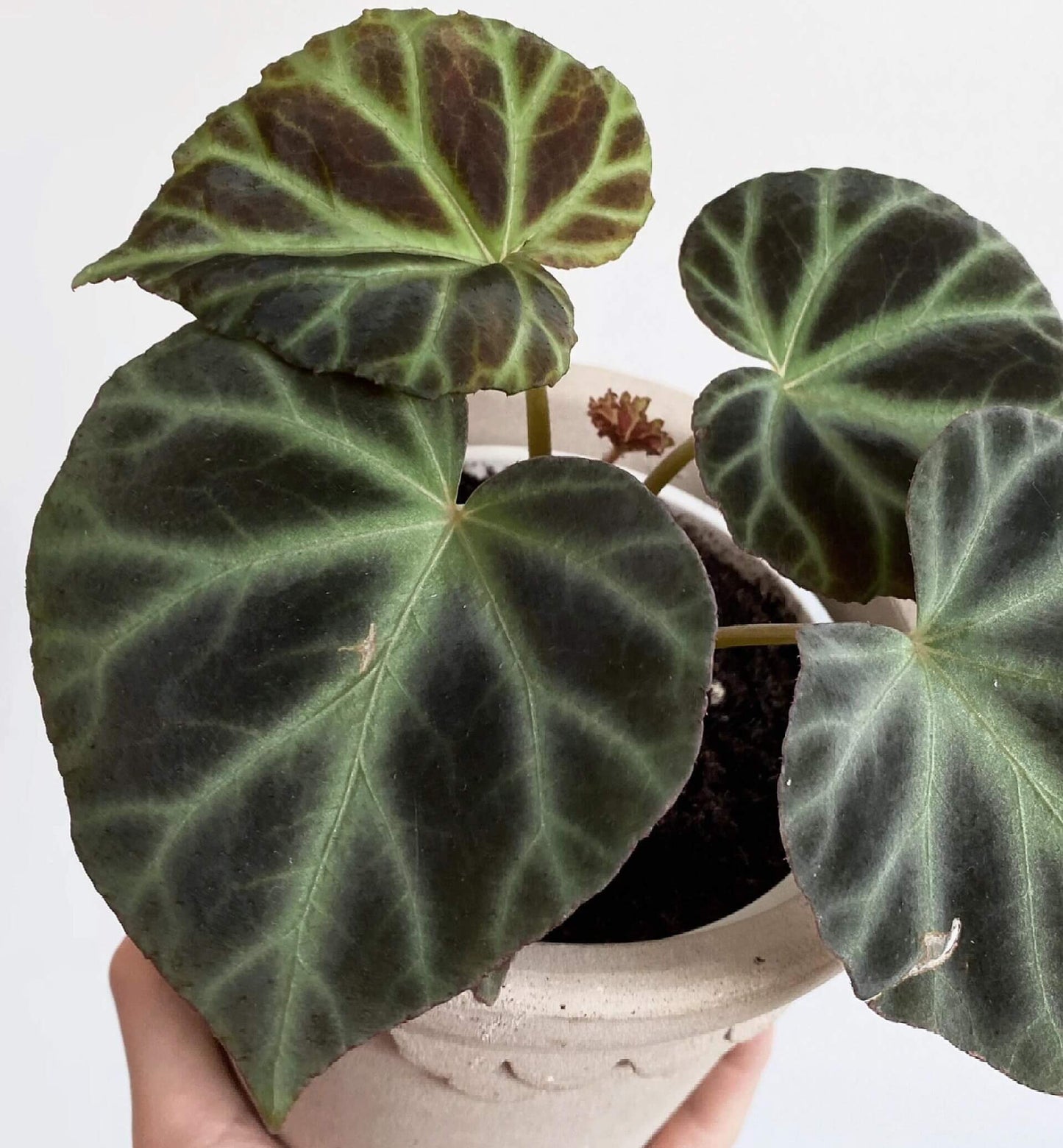 Begonia jubar is a rare begonia species native to Vietnam, prized among collectors for its unique and striking leaf patterns. The mature leaves resemble those of Begonia verrucosum, featuring a velvety texture with distinctive venation. This begonia is relatively uncommon in cultivation, making it a valuable addition to any plant enthusiast's collection.
