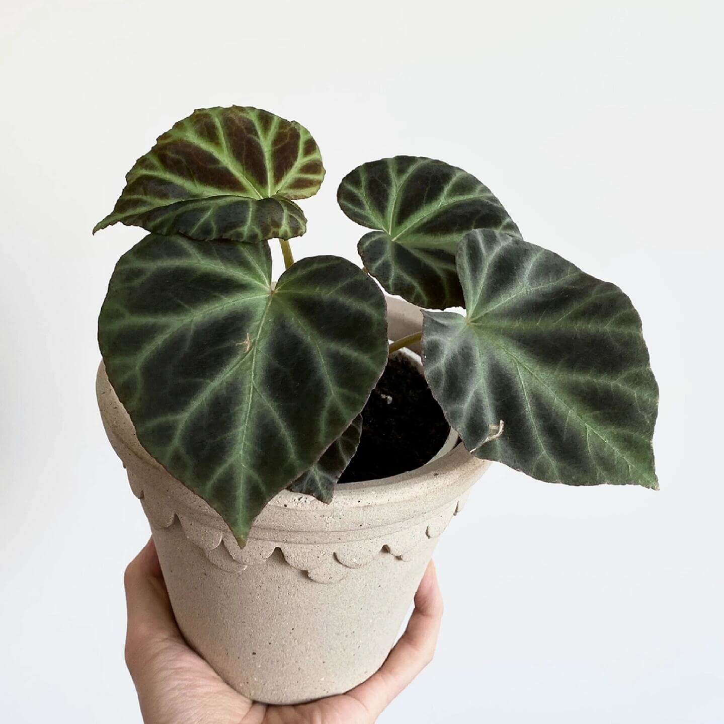 Begonia jubar is a rare begonia species native to Vietnam, prized among collectors for its unique and striking leaf patterns. The mature leaves resemble those of Begonia verrucosum, featuring a velvety texture with distinctive venation. This begonia is relatively uncommon in cultivation, making it a valuable addition to any plant enthusiast's collection.