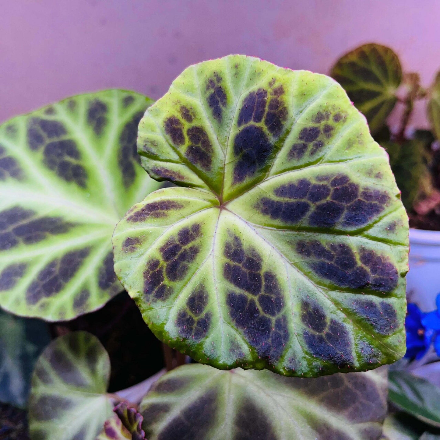 Begonia jubar is a rare begonia species native to Vietnam, prized among collectors for its unique and striking leaf patterns. The mature leaves resemble those of Begonia verrucosum, featuring a velvety texture with distinctive venation. This begonia is relatively uncommon in cultivation, making it a valuable addition to any plant enthusiast's collection.