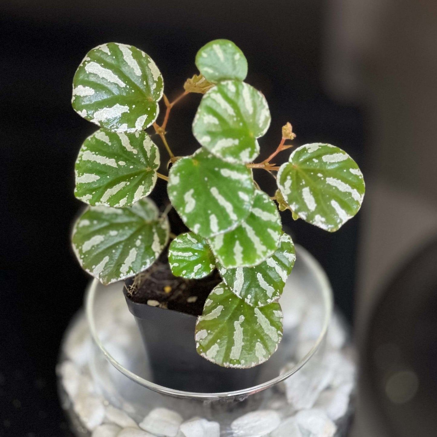 Begonia kasutensis is a rare and small begonia species native to Sarawak, Malaysia, particularly found in the Niah Caves and Gunung Subis areas. The plant features deep green leaves adorned with irregular white spots, creating a striking contrast. The underside of the leaves is a rich red, adding to the plant’s beauty. This begonia thrives in high-humidity environments, making it ideal for terrariums, glass domes, or greenhouses where it can truly flourish.