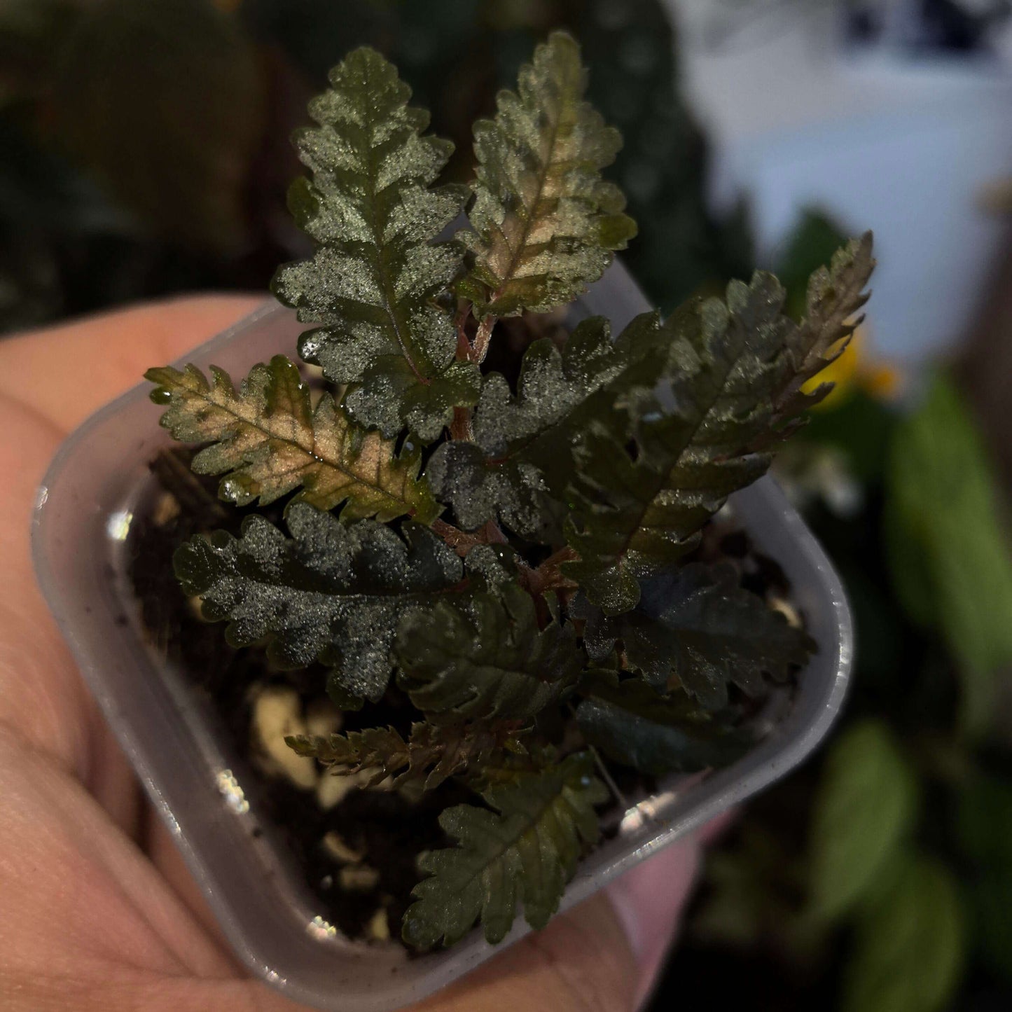 Begonia kelliana is native to the Begowri River basin in northern Papua Province, Indonesia, at elevations between 100 and 160 meters above sea level. This area is part of the "Begonia Corridor," a region spanning elevations from 100 to 600 meters that is home to over 40 species of Begonia. Interestingly, none of these species are tuberous; instead, they predominantly feature rhizomatous or creeping growth forms.