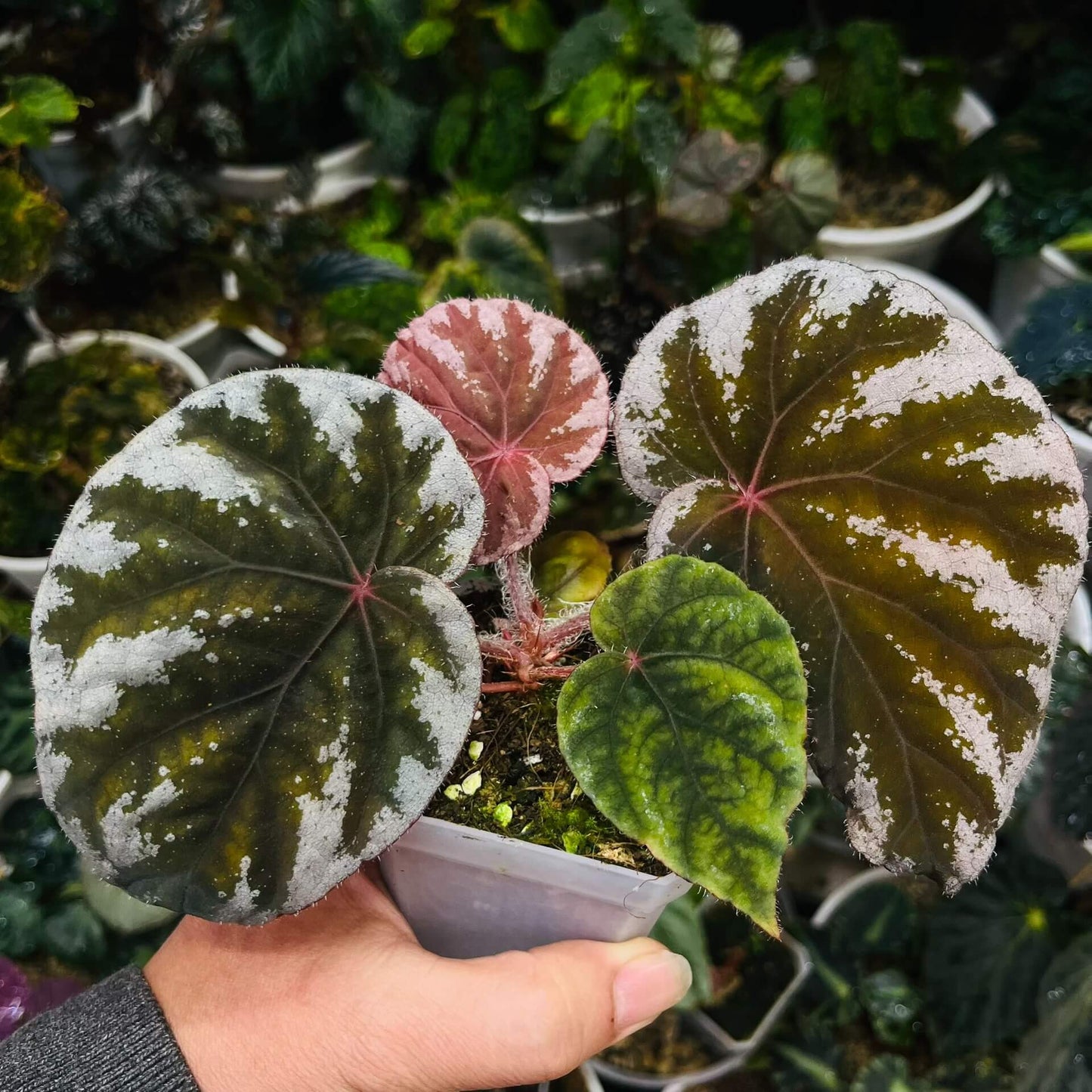Begonia koksunii is a rare and captivating begonia species native to Malaysia, known for its unique and ornamental foliage. The leaves are a rich green, bordered by a crisp white edge, and both the leaf edges and undersides are covered with soft, fine hairs, adding a velvety texture to the plant. The stems also feature similar fuzzy hairs, enhancing the plant's overall appearance.