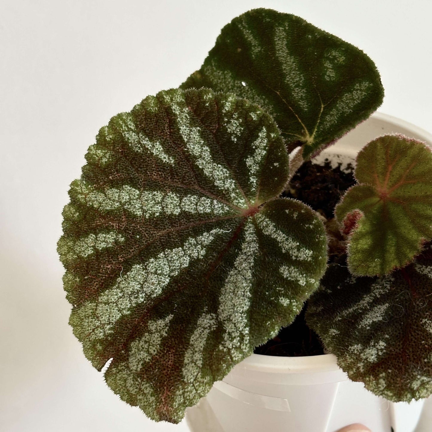 Begonia kui is a rare rhizomatous begonia species native to northern Vietnam. Known for its stunning foliage and closely related to Begonia versicolor, Begonia kui features heart-shaped leaves with intricate green and reddish-brown veining, complemented by white or light green spots along the edges. This begonia is perfect for enthusiasts seeking an exotic and low-maintenance addition to their collection.