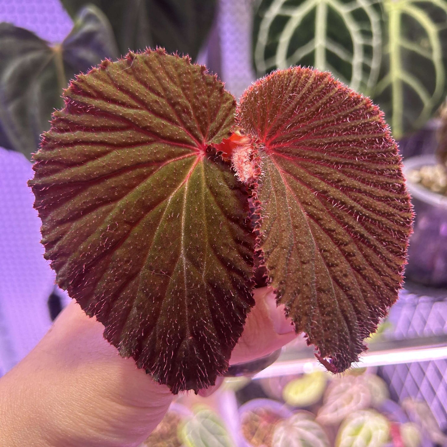 Begonia lambii is a rare and exotic species native to the tropical regions of Borneo, Malaysia. Known for its heart-shaped leaves with a velvety texture and rich chocolate-brown color, this Begonia species stands out for its unique and striking foliage. The surface of the leaves is covered with tiny, soft hairs, giving them a velvety feel. The underside of the leaves often displays a beautiful red or purple hue, creating a stunning contrast.
