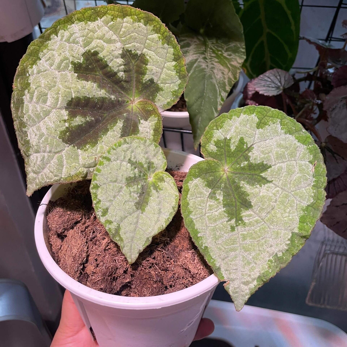 Begonia lanternaria is a stunning rhizomatous begonia native to the humid forests of Guangxi (China) and Vietnam. This begonia is prized for its large, asymmetrical leaves that are pale green with a nearly silver hue, accented by a bold dark vein running through them. The green, slightly hairy stems and small white to pale pink flowers further add to its charm. This plant thrives in its natural habitat on limestone rocks and requires specific care to replicate those conditions.