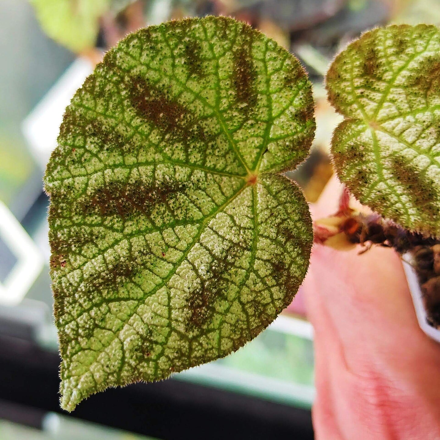 Begonia larvata, native to the mountainous regions of Guangxi, China, is a stunning begonia species known for its heart-shaped leaves and unique leaf patterns. The leaves feature green veins surrounded by silver-white outlines, creating a beautiful contrast. Additionally, the surface of the leaves is dotted with brown speckles, adding texture and visual interest, while the edges are softly covered in fine fuzz.