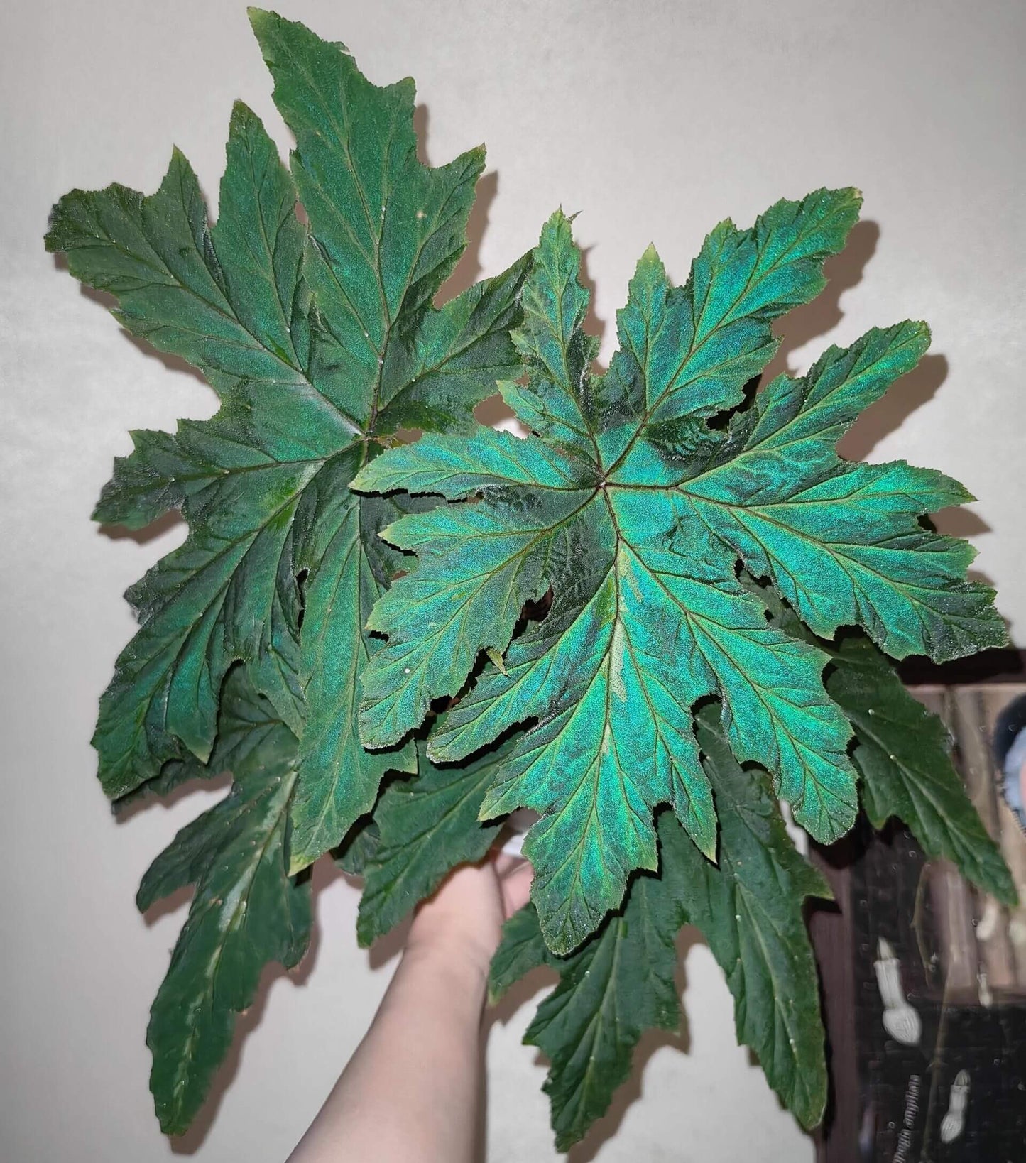 Begonia leathermaniae is a striking and rare species known for its large, palmate leaves that feature a unique central stripe. As a young plant, the central stripe is highly visible, creating a bold contrast with the dark green background. However, as the plant matures, the stripe fades slightly, giving way to a more uniform leaf color while still retaining its captivating appearance.
