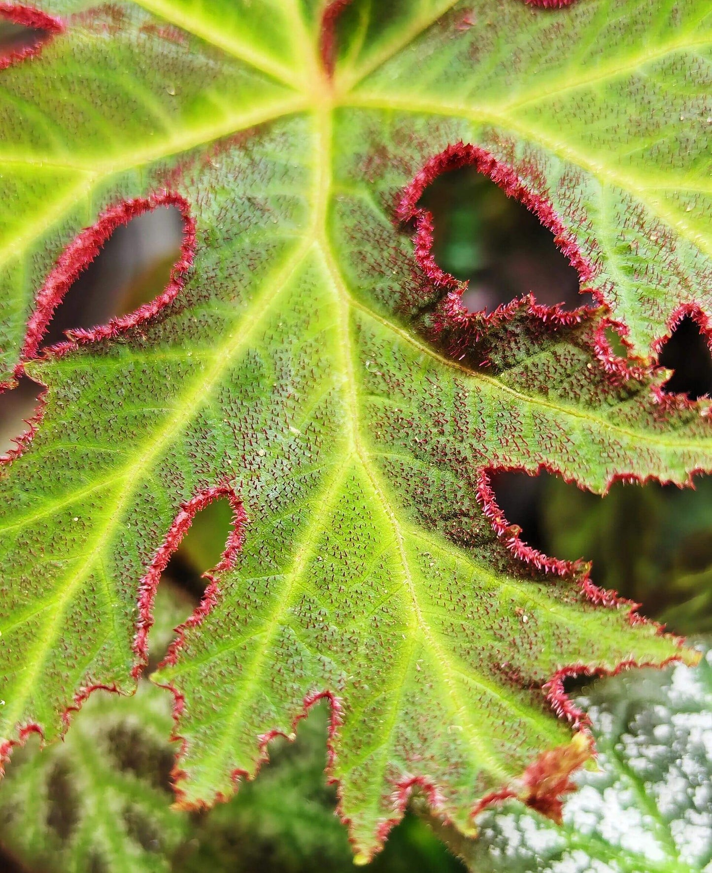 Begonia liangguangensis is a rare begonia species native to Guangxi, China.