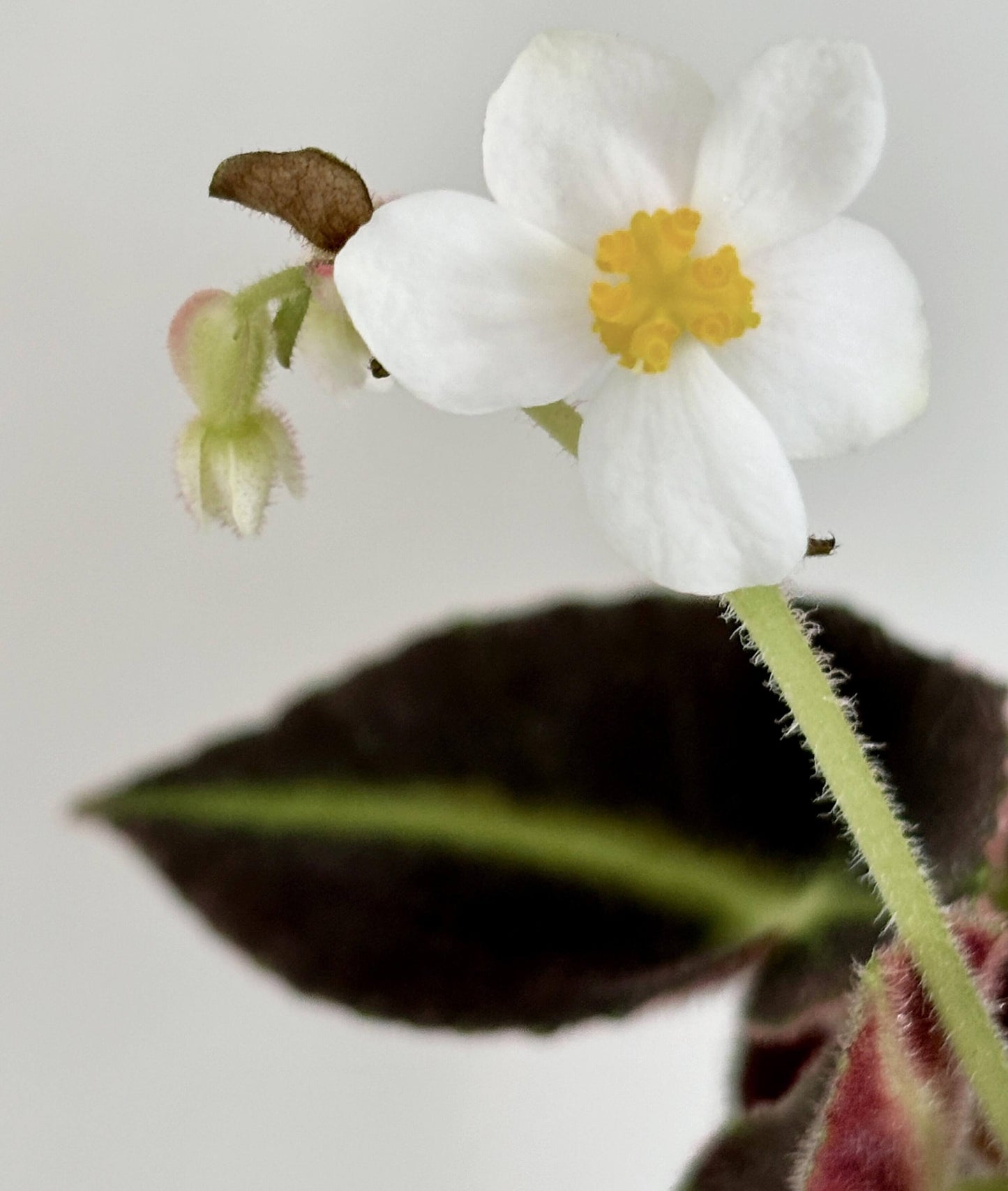 Begonia listada is a stunning begonia species native to Brazil, known for its striking leaf patterns and velvety texture. The leaves are a deep olive green with a distinctive white to pale yellow central vein, while the undersides of the leaves are a rich red. This plant’s beautiful foliage and delicate white and pink flowers make it an ideal addition to any plant collection. Perfect for indoor spaces with high humidity, Begonia listada thrives in warm, indirect light.