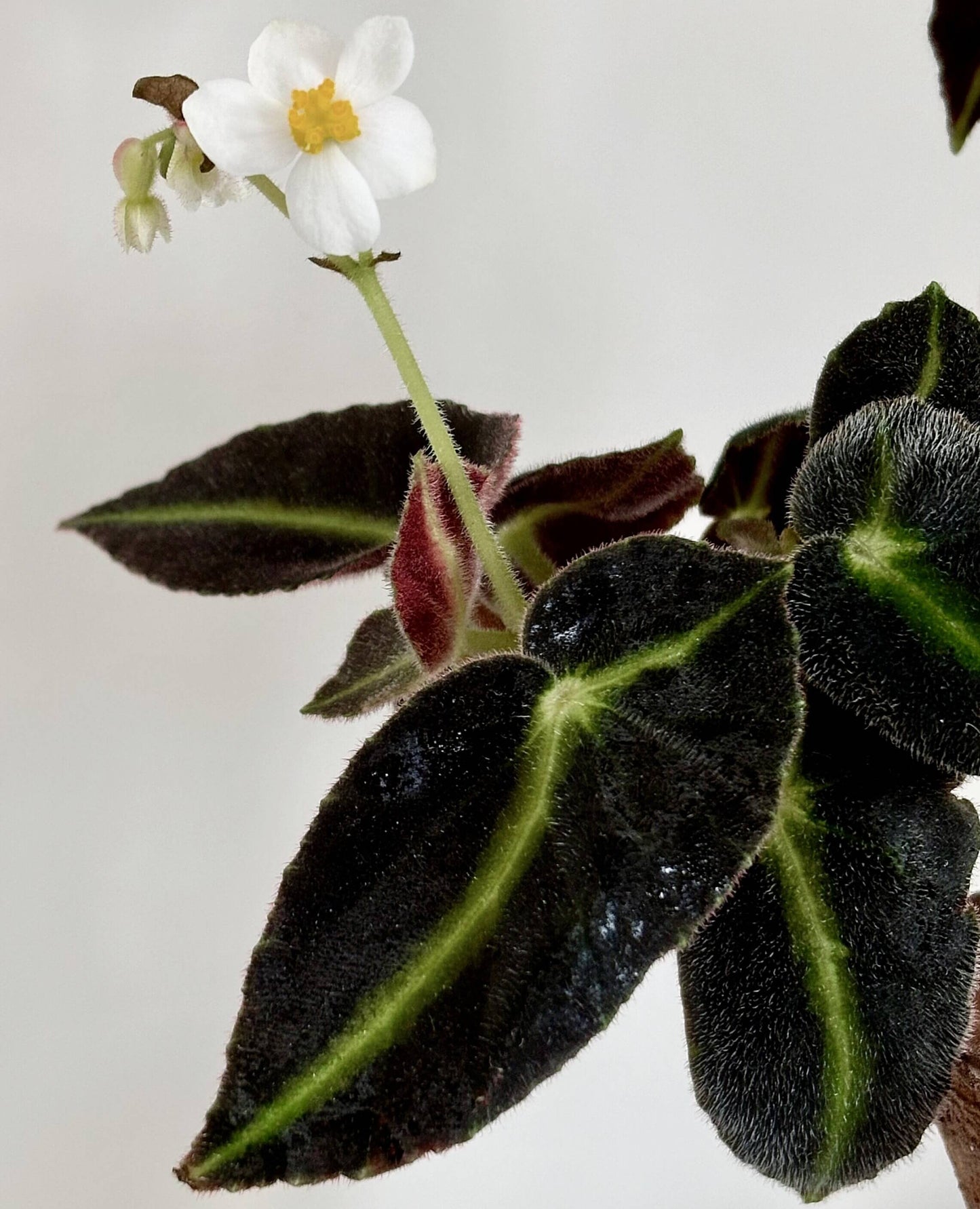 Begonia listada is a stunning begonia species native to Brazil, known for its striking leaf patterns and velvety texture. The leaves are a deep olive green with a distinctive white to pale yellow central vein, while the undersides of the leaves are a rich red. This plant’s beautiful foliage and delicate white and pink flowers make it an ideal addition to any plant collection. Perfect for indoor spaces with high humidity, Begonia listada thrives in warm, indirect light.