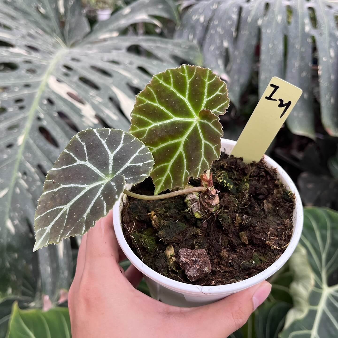 Begonia locbaosangii is a begonia species discovered in 2023 from northern Vietnam’s Quang Ninh Province. Known for its striking and unique foliage, this begonia features distinct palmate-veined leaves with beautiful color variations that set it apart from other begonias. The plant also produces delicate flowers, with male flowers having four petals and female flowers having three.