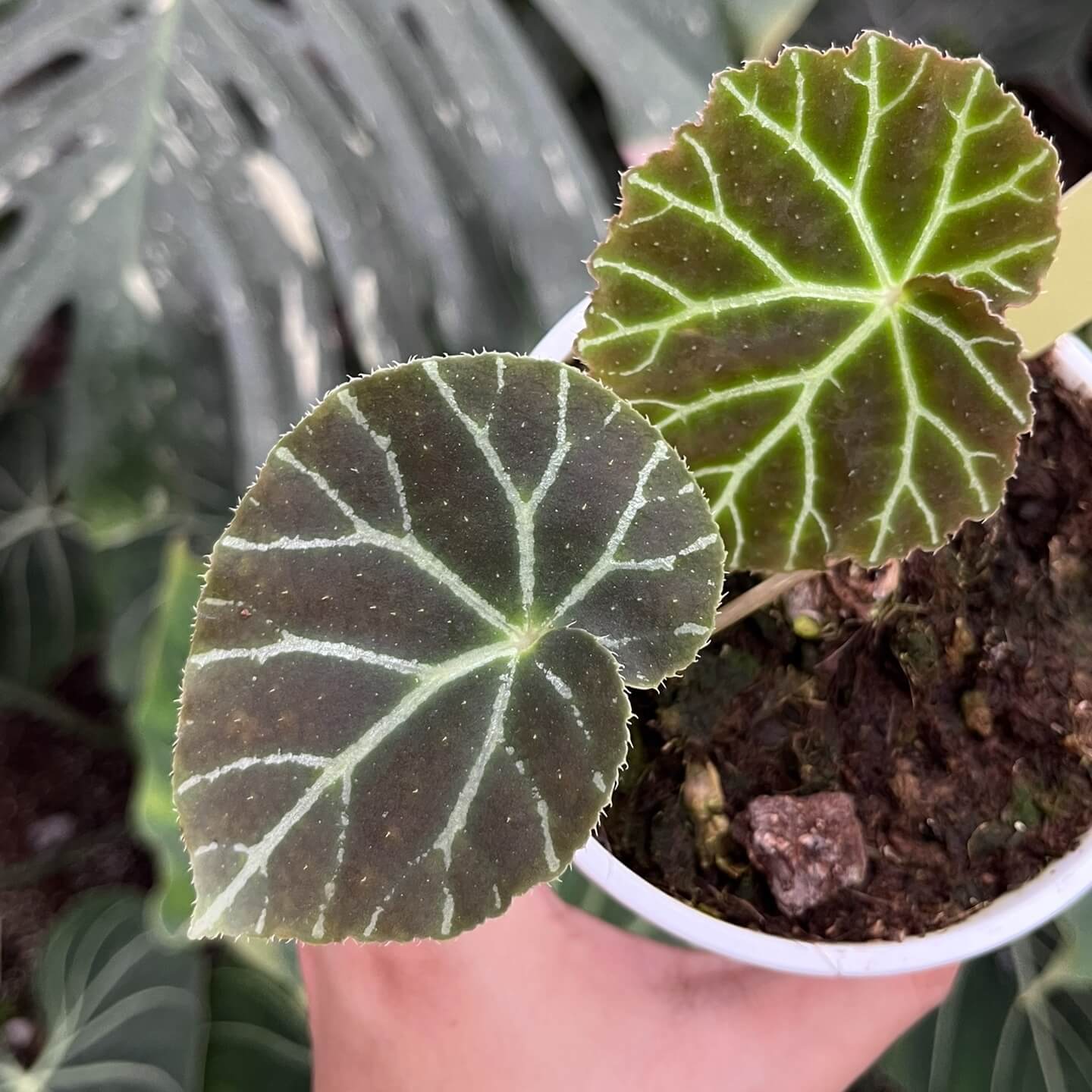 Begonia locbaosangii is a begonia species discovered in 2023 from northern Vietnam’s Quang Ninh Province. Known for its striking and unique foliage, this begonia features distinct palmate-veined leaves with beautiful color variations that set it apart from other begonias. The plant also produces delicate flowers, with male flowers having four petals and female flowers having three.