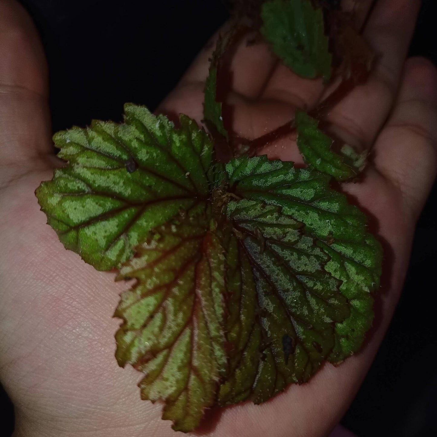 Begonia loheri Merr. is a species in the family Begoniaceae, belonging to section Petermannia, and is native to the Philippines.