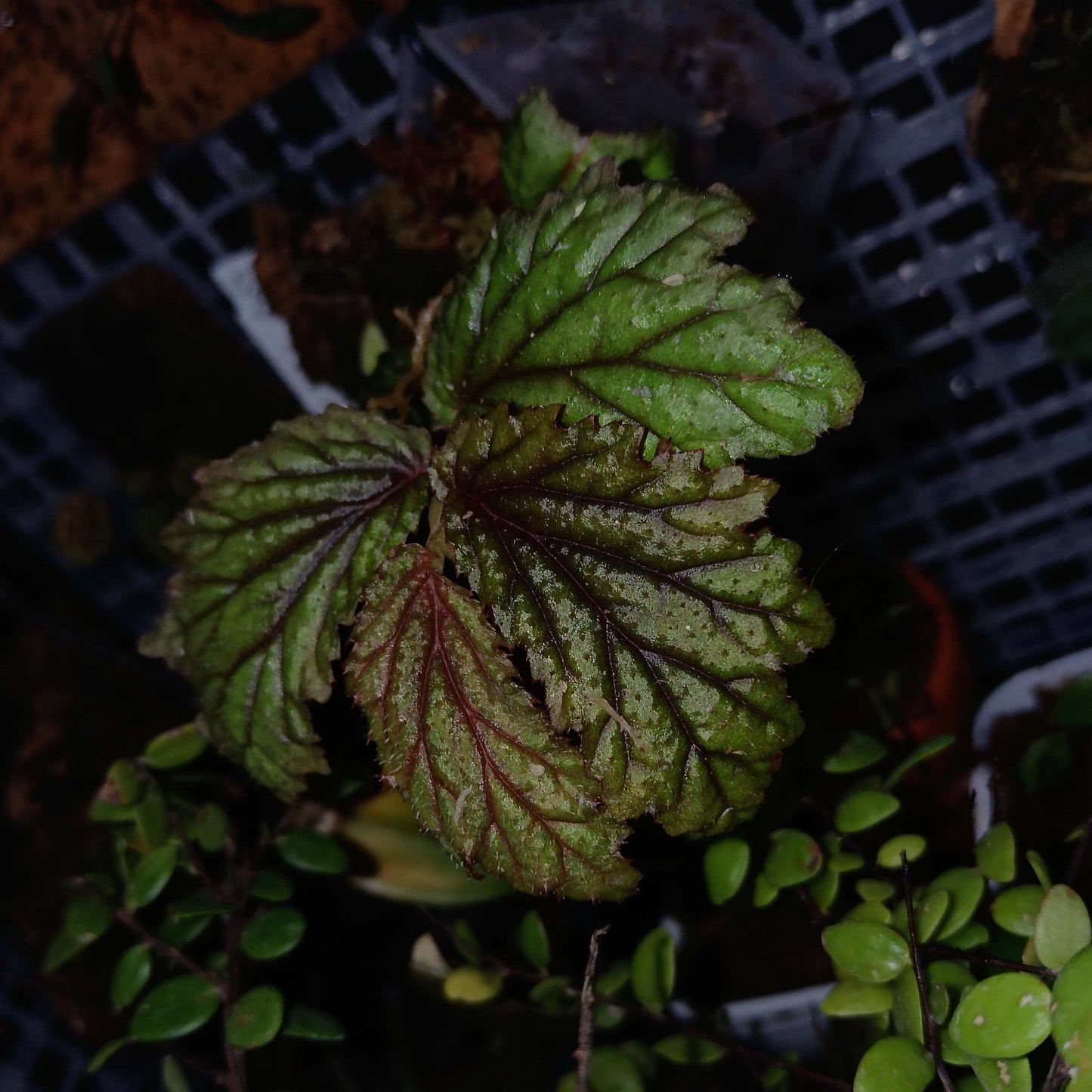 Begonia loheri Merr. is a species in the family Begoniaceae, belonging to section Petermannia, and is native to the Philippines.
