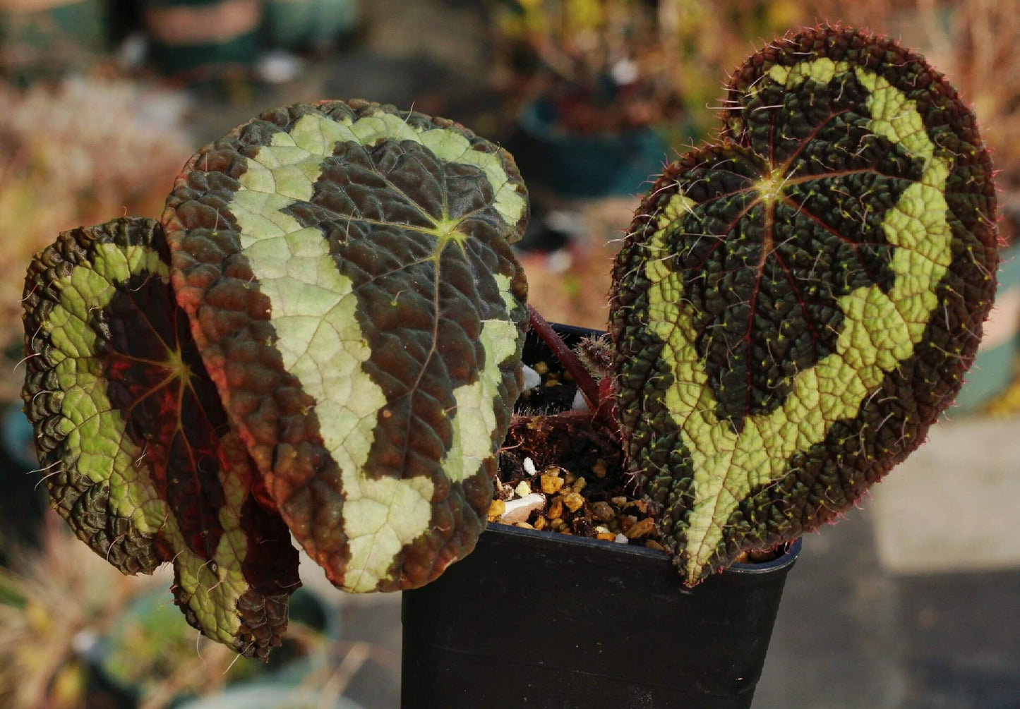 Begonia longiciliata, formerly known as Begonia sizemoreae, is a distinctive begonia species native to regions including Vietnam, Laos, and parts of China such as Yunnan, Guizhou, and Guangxi provinces. Recognized for its unique leaf structure and resilience, this begonia is an excellent choice for both novice and seasoned plant enthusiasts.