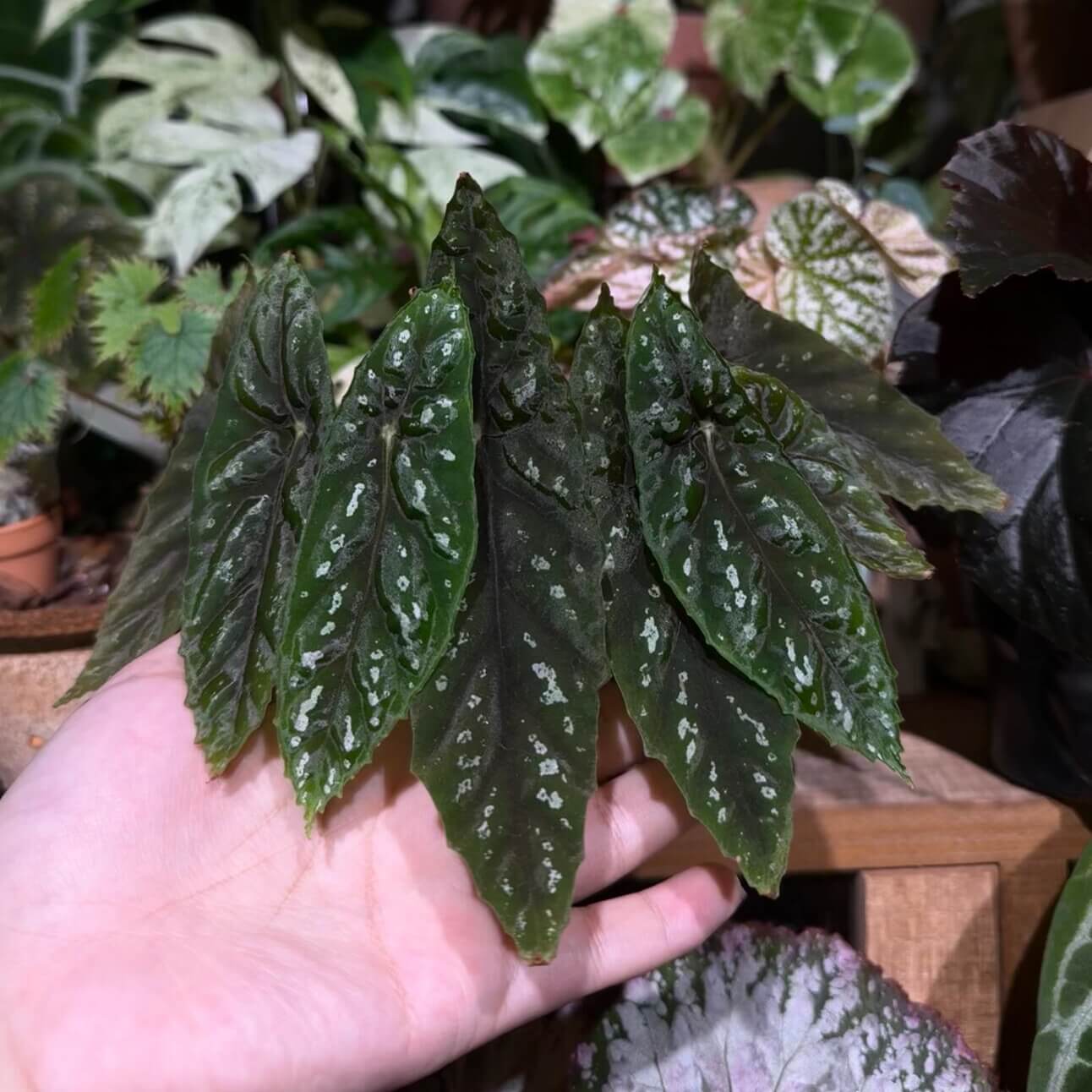 Begonia lubbersii is a striking cane-type begonia native to the Atlantic Forest of Brazil. Typically growing to a height of 12 to 18 inches, it is suitable for smaller spaces or as a potted plant. Its elongated, pointed leaves are adorned with silver spots and attached near the middle of the leaf. The plant produces large, white, fragrant flowers that bloom intermittently.