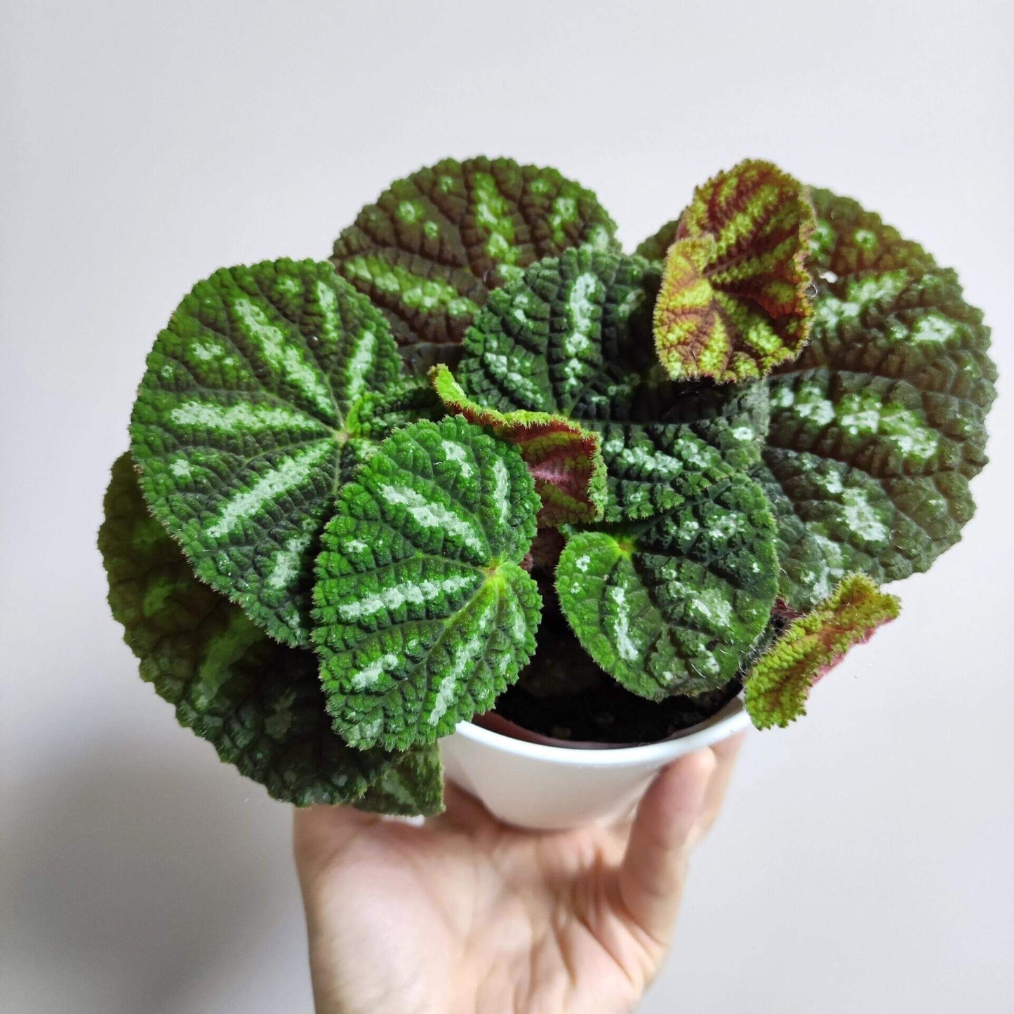 Begonia lui is a captivating begonia species, first described in 2020. Native to the mountainous forests of Jingxi County, Guangxi Zhuang Autonomous Region in China, this begonia is admired for its unique and stunning foliage. With deep green leaves adorned with striking white patches, it creates a visually appealing contrast that stands out. The plant also has striking red undersides, enhancing its overall beauty and making it an exceptional addition to any plant collection.