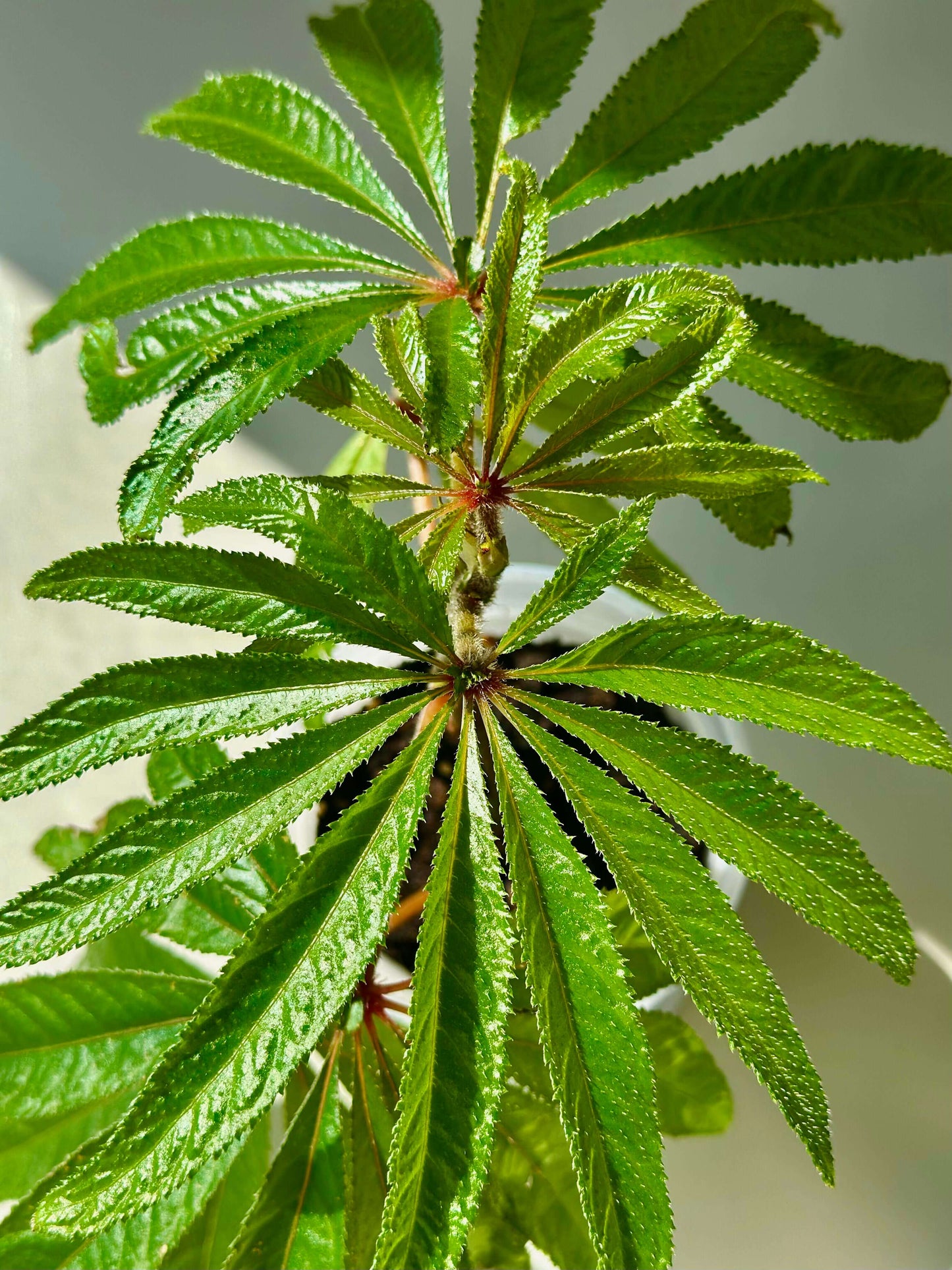 Begonia luxurians, commonly known as the Palm-Leaf Begonia, is a striking species native to the rainforests of Brazil. This begonia is celebrated for its impressive, palm-like leaves and graceful flowering habit. Its upright, cane-stemmed growth can reach heights of 6 to 8 feet or more, making it a captivating addition to any indoor space.