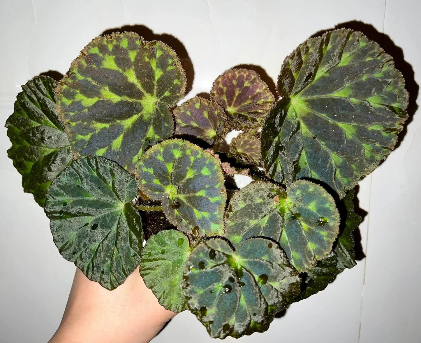 Begonia luzhaiensis, also known as the Luzhai begonia, is a rare and striking species native to the limestone cliffs and rocky slopes of Guangxi, China. With its unique, variegated foliage and vibrant colors, this begonia is perfect for plant collectors looking to add an exotic touch to their collection. Key Features: Leaf Appearance: The leaves of Begonia luzhaiensis are asymmetrical and thin, with a bright green color highlighted by black spots along the veins, giving them a distinctive variegated look.