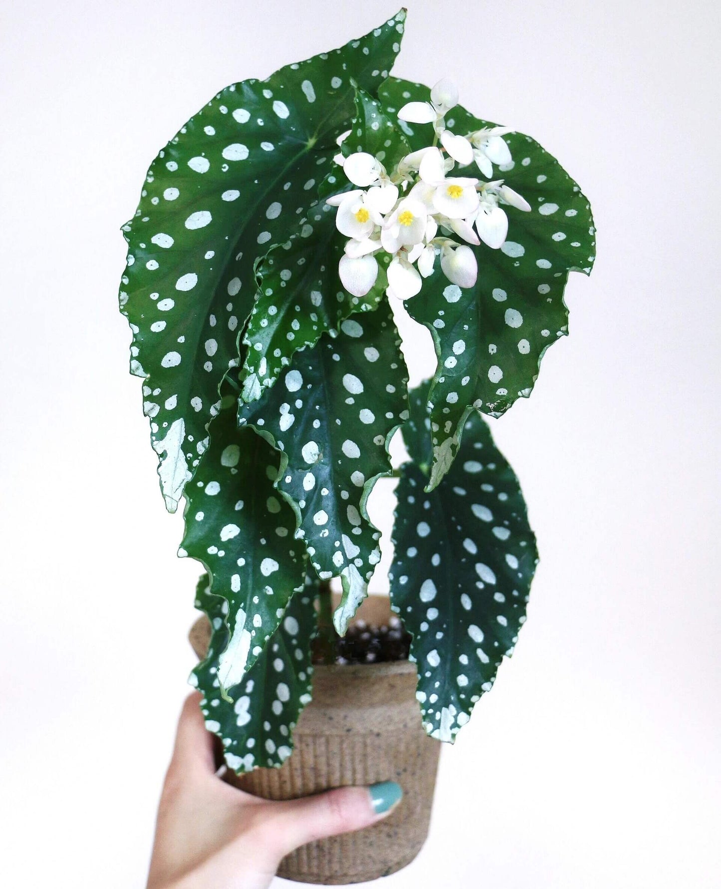 Begonia maculata ‘Annan Grace’ is a captivating variety known for its distinctive polka-dotted leaves. The angel-wing shaped green leaves are adorned with striking white spots, making it an eye-catching plant for any space. In late spring through summer, it produces delicate white flowers, adding a soft and elegant touch to the plant’s bold foliage. With its graceful appearance and easy-care nature, Annan Grace makes the perfect addition to any indoor garden.