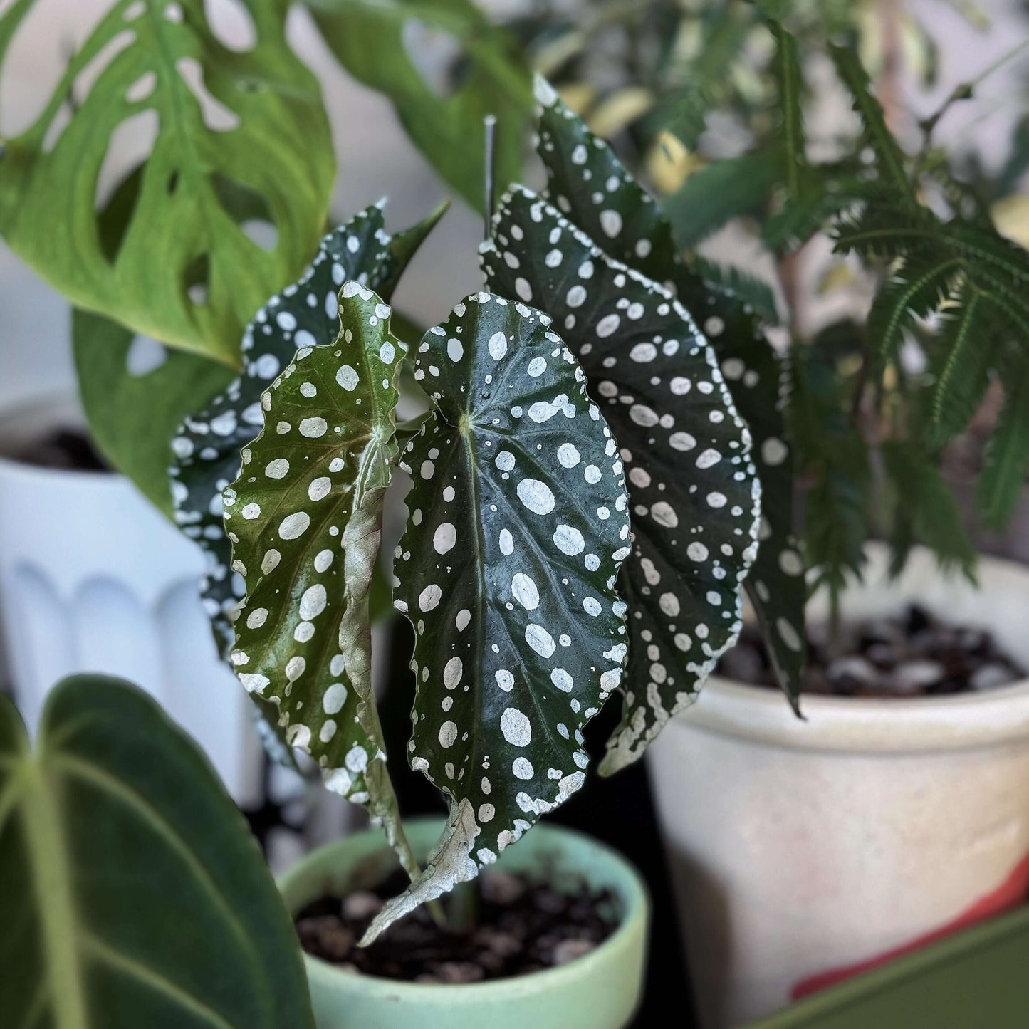 Begonia maculata ‘Annan Grace’ is a captivating variety known for its distinctive polka-dotted leaves. The angel-wing shaped green leaves are adorned with striking white spots, making it an eye-catching plant for any space. In late spring through summer, it produces delicate white flowers, adding a soft and elegant touch to the plant’s bold foliage. With its graceful appearance and easy-care nature, Annan Grace makes the perfect addition to any indoor garden.