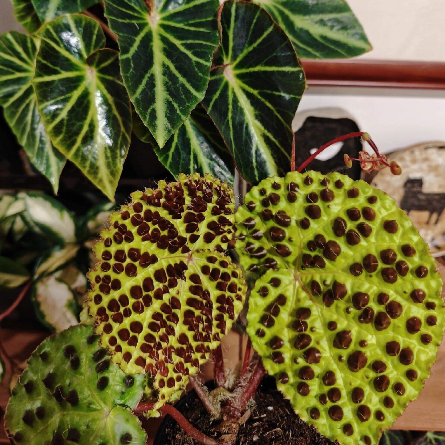 Begonia melanobullata is an exceptional and rare begonia species native to the cliffs of northern Vietnam. Known for its distinctive foliage, this begonia features light green leaves with dark, raised spots (bullae) that are topped with fine hairs, giving the leaves a unique texture and appearance. Ideal for plant enthusiasts, Begonia melanobullata is perfect for terrariums, greenhouses, or any environment with high humidity.