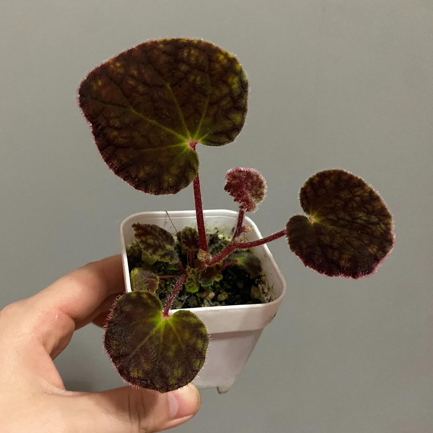 Begonia murina is a rare and stunning species of begonia native to Southeast Asia, particularly found in Thailand and Laos. It is known for its distinct velvety leaves, which give it an elegant and soft appearance. This begonia thrives in high-humidity environments and is perfect for terrariums, greenhouses, or other humid spaces where it can flourish. Features: Velvety, Textured Leaves: The plant's leaves are soft and velvety, with a unique texture that adds a tactile element to your collection.