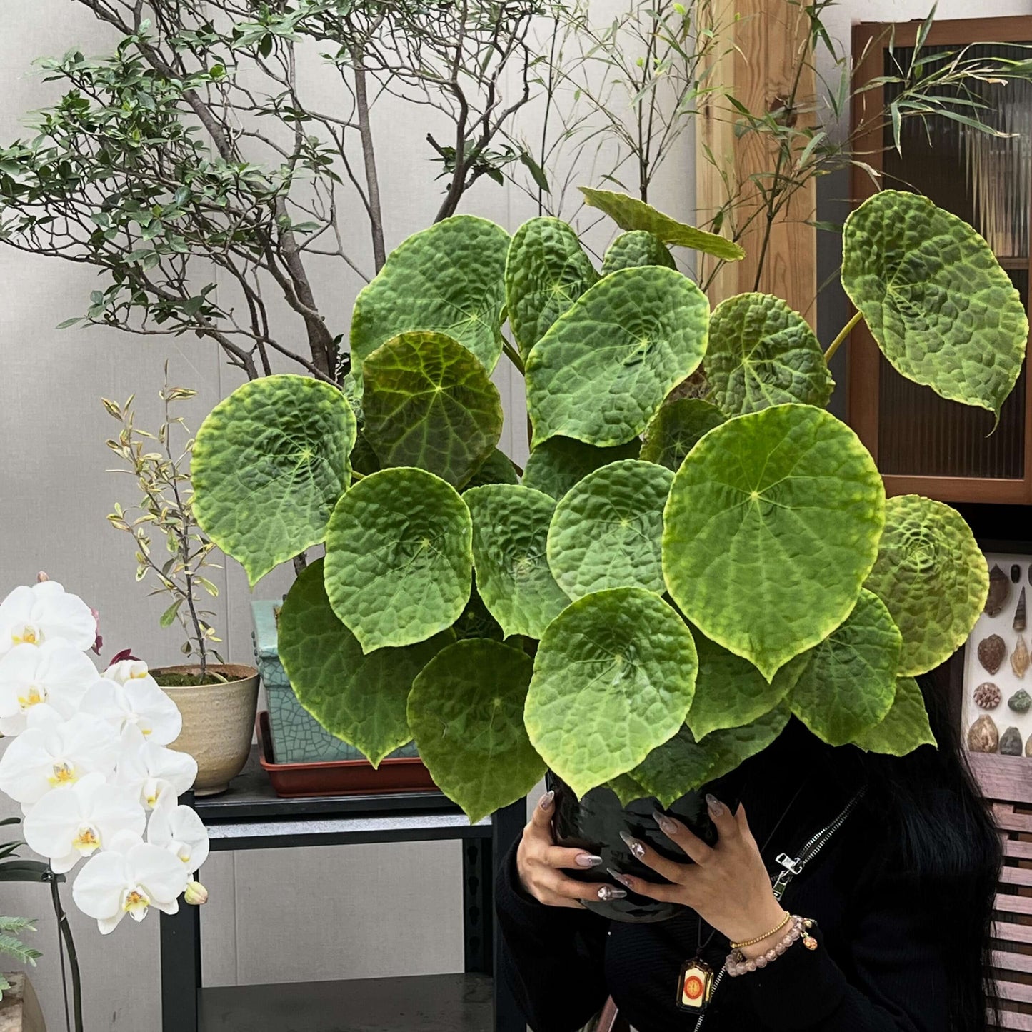 Begonia natunaensis is indeed a rare and captivating rhizomatous species, native to Mt. Ranai on the Natuna Islands (Indonesia), described in 2014. It’s prized among collectors for its textured leaves and compact form.