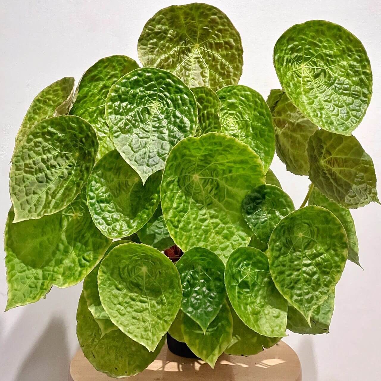 Begonia natunaensis is indeed a rare and captivating rhizomatous species, native to Mt. Ranai on the Natuna Islands (Indonesia), described in 2014. It’s prized among collectors for its textured leaves and compact form.