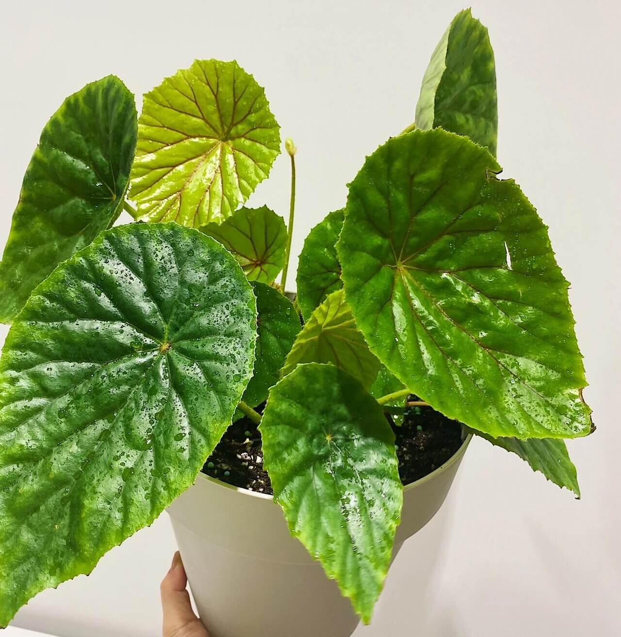 Begonia nelumbiifolia, also known as the Lilypad Begonia, is a stunning and unique begonia species native to regions from southern Mexico to Colombia. Known for its large, glossy green leaves that resemble lilypads, this begonia brings a tropical and elegant touch to any plant collection. With its eye-catching foliage and easy-to-care-for nature, it’s a perfect addition for both beginner and seasoned plant enthusiasts.