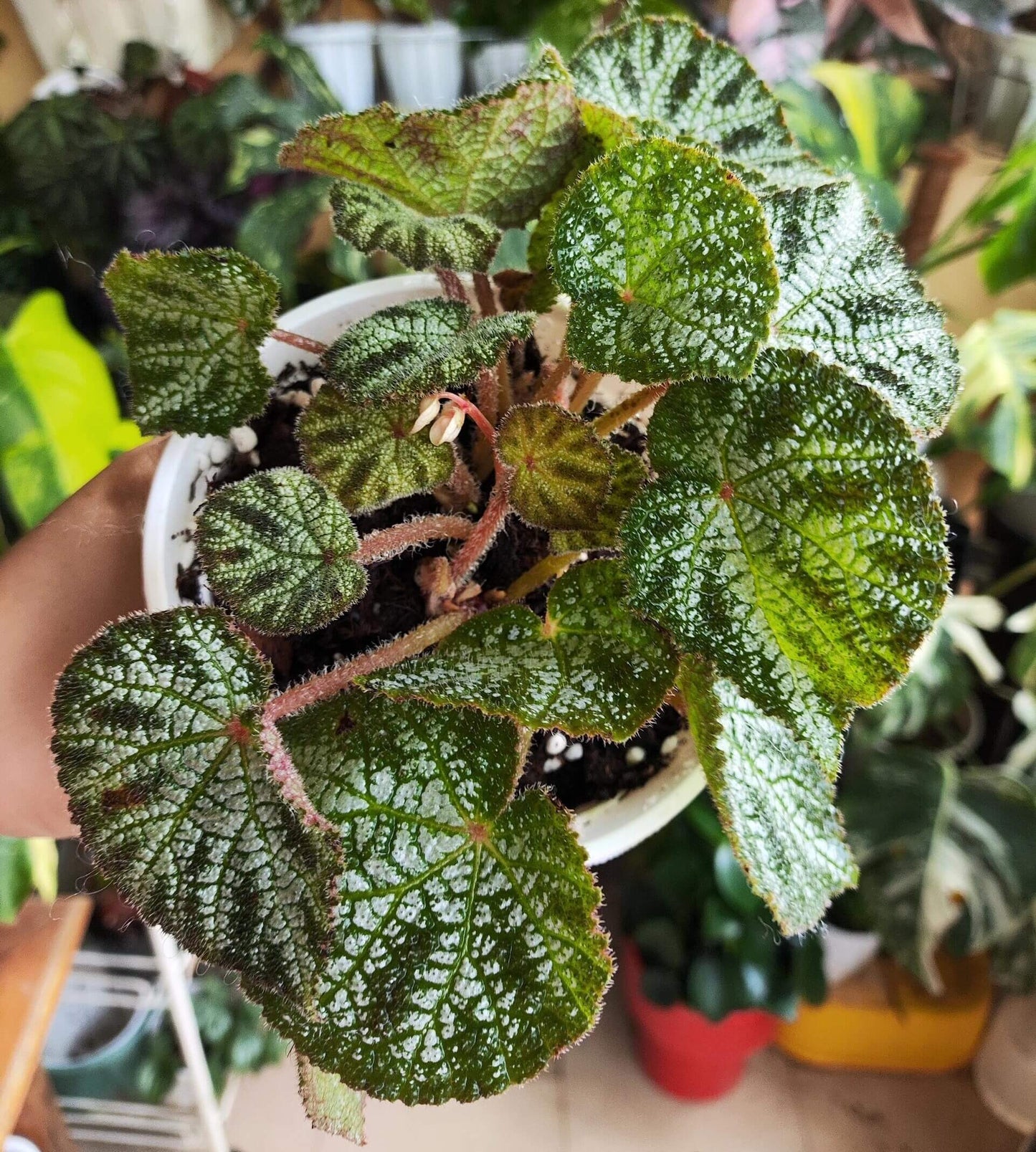 Begonia ningmingensis is a remarkable begonia species native to the Guangxi region of China, officially described in 2006. Known for its striking foliage and resilience, Begonia ningmingensis thrives in shaded, humid environments, making it an ideal choice for indoor plant enthusiasts looking to add a rare and unique specimen to their collection.