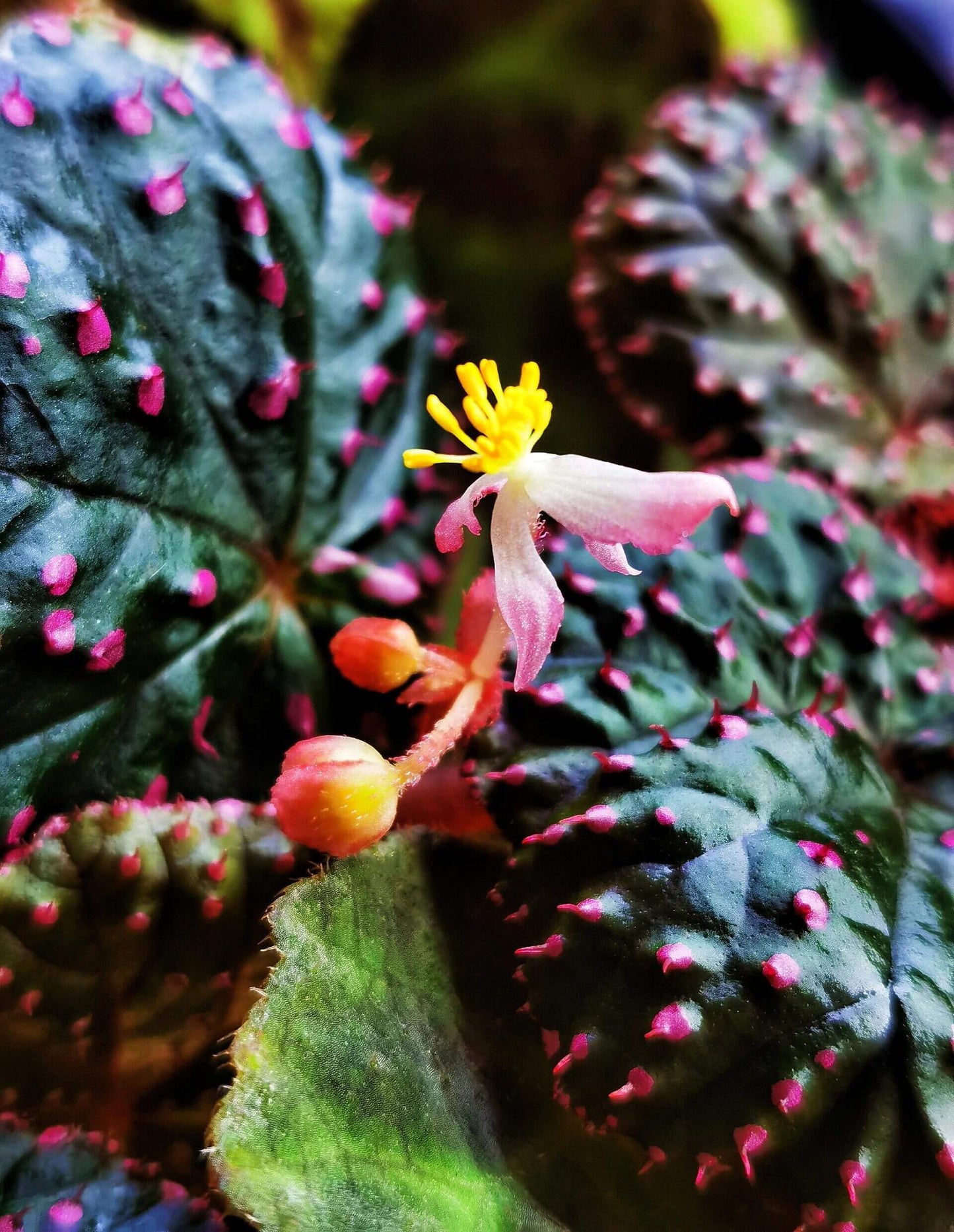 Begonia ocellata is a rare and stunning species native to West Sumatra, Indonesia. Known for its unique, green leaves adorned with small white spots, each containing fine hairs, this begonia is a true gem for plant collectors. The leaves are tightly clustered, forming a dense, mound-like growth habit, which makes it a perfect plant for both indoor gardens and terrariums.