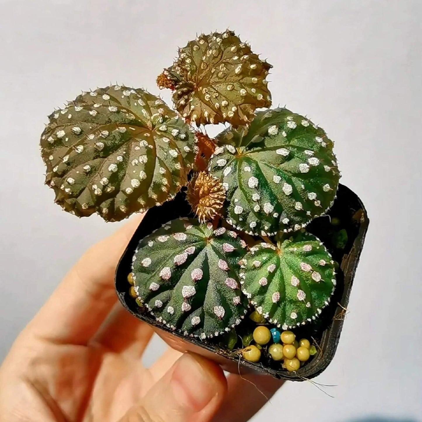 Begonia ocellata is a rare and stunning species native to West Sumatra, Indonesia. Known for its unique, green leaves adorned with small white spots, each containing fine hairs, this begonia is a true gem for plant collectors. The leaves are tightly clustered, forming a dense, mound-like growth habit, which makes it a perfect plant for both indoor gardens and terrariums.