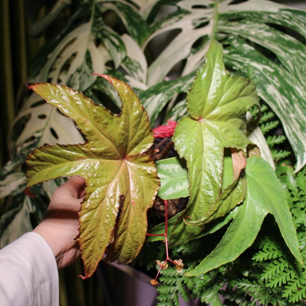 Begonia ornithopedata is a unique and beautiful species native to Southeast Asia. Its most distinctive feature is its bird-wing shaped leaves, which create a striking and unique look. The leaves are dark green and have an interesting texture, with their unusual shape making this plant stand out in any collection.