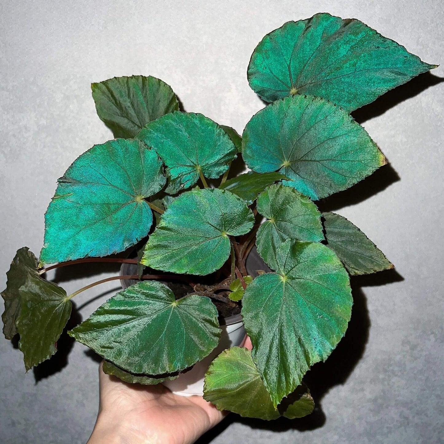 Begonia pavonina, often referred to as the Peacock Begonia, is a striking and visually captivating plant. Known for its unique, iridescent leaves that resemble the vibrant colors of a peacock's feathers, this begonia is a true showstopper in any indoor garden.