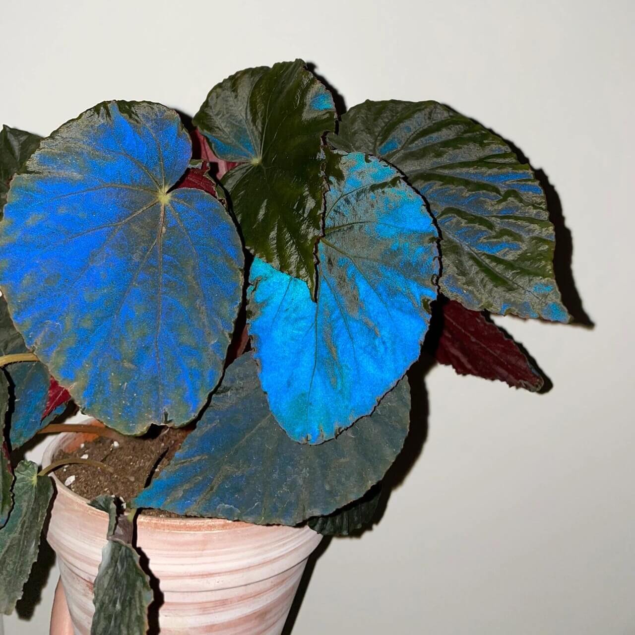 Begonia pavonina, often referred to as the Peacock Begonia, is a striking and visually captivating plant. Known for its unique, iridescent leaves that resemble the vibrant colors of a peacock's feathers, this begonia is a true showstopper in any indoor garden.