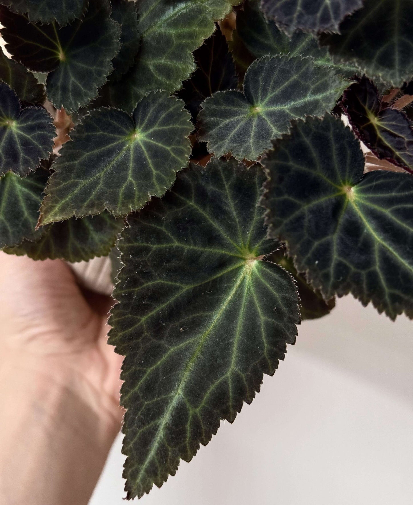 Begonia pearcei is a stunning tuberous begonia species native to the Andes Mountains of Bolivia. First introduced to Europe in 1864 by botanist Richard Pearce, it has since played a significant role in the development of modern begonia varieties. This begonia is celebrated for its striking foliage and bright yellow flowers, making it a must-have for collectors and plant enthusiasts.