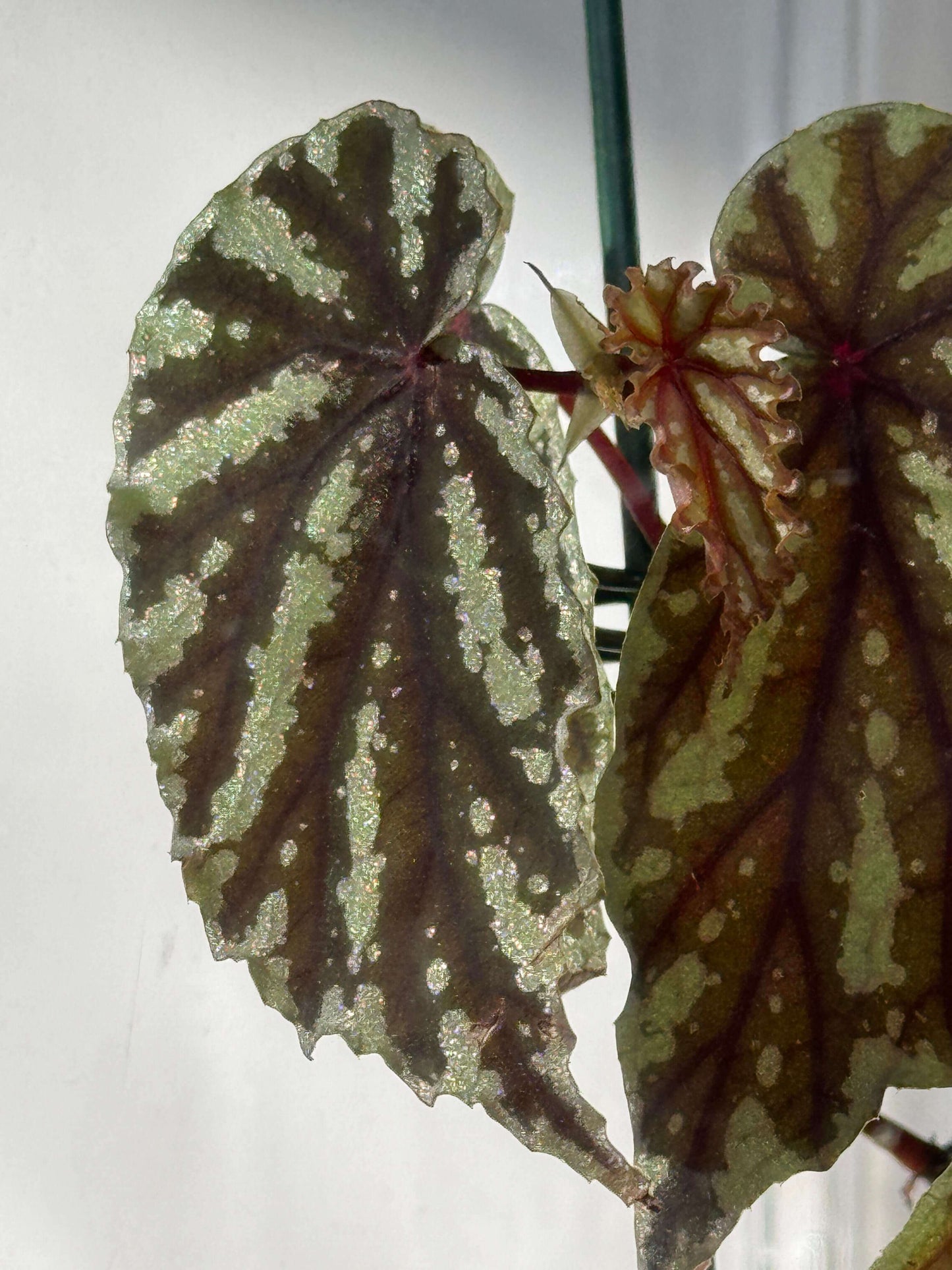 Begonia penrissenensis is a species of begonia native to Sarawak, Borneo. Growing habits: Temperature: It thrives in temperatures between 20°C and 26°C and grows quickly within this range. Light: It prefers partial shade and grows best in bright, indirect light, avoiding direct sunlight. Humidity: This plant enjoys high humidity, with the ideal level being above 90%. It is best cultivated in greenhouses, glass domes, or moist landscape settings to ensure healthy growth.