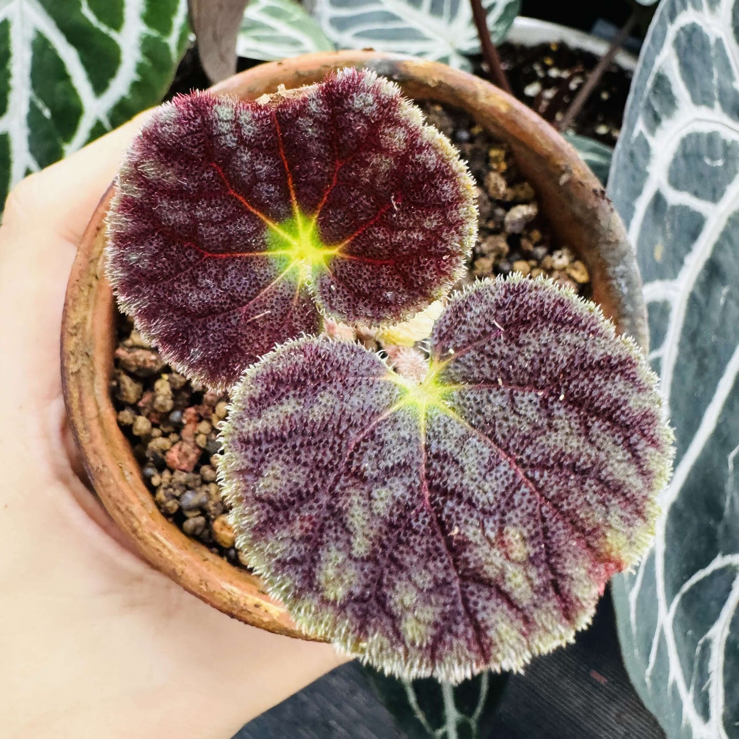 Begonia poilanei is a stunning begonia species from the Diploclinium section, first described by Ruth Kiew in 2007. Native to Vietnam and recorded in Laos, this begonia is a rare find with unique foliage and specific care requirements. Its beautiful leaves and preference for high humidity make it an ideal choice for collectors looking to grow a distinctive and exotic plant.