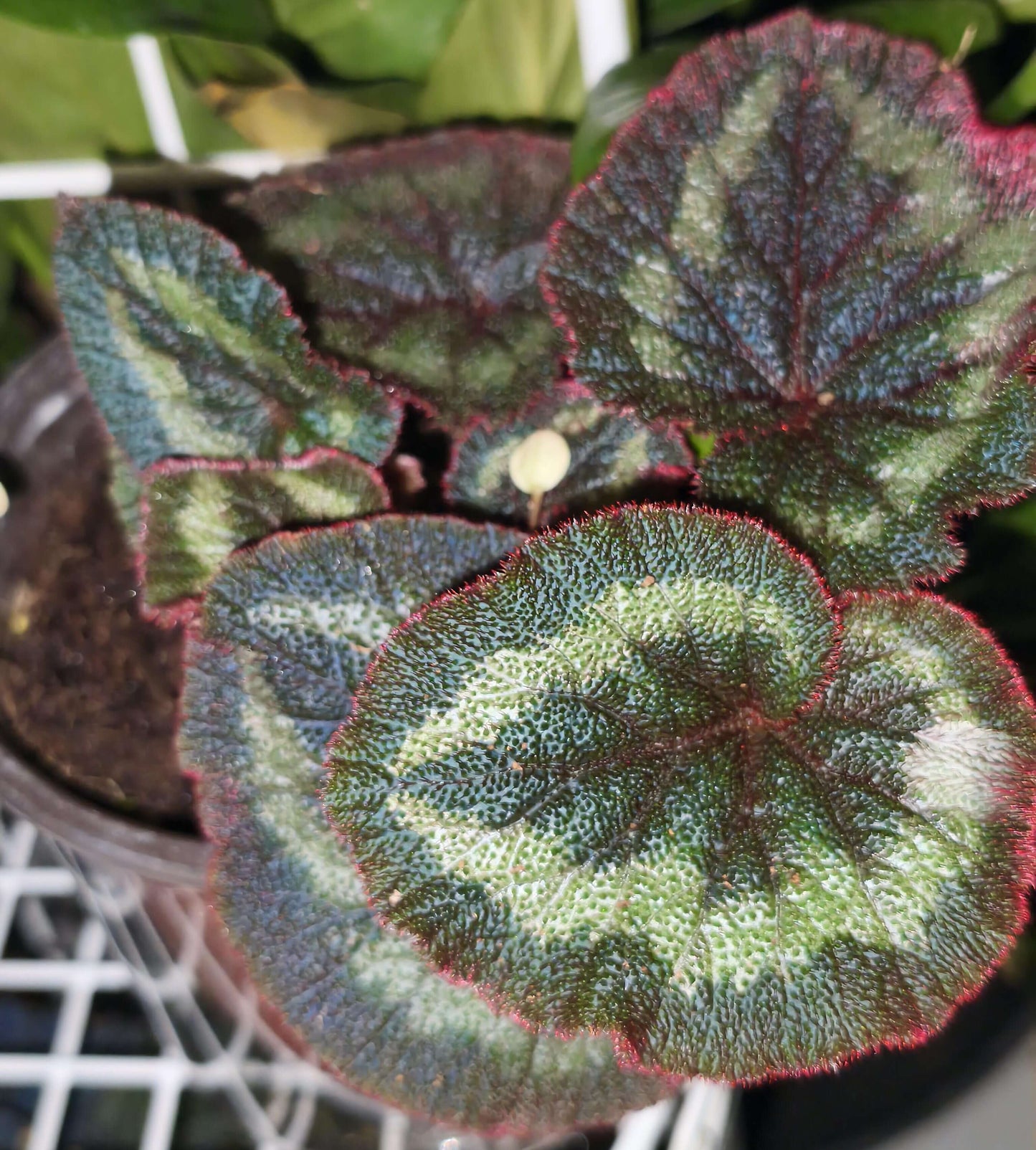 Begonia polytricha, native to China, is a striking foliage plant known for its deep green, heart-shaped leaves adorned with a distinct ring of lighter green patches. The leaf surface is densely covered with fine hairs, giving it a velvety texture, while the margins are lined with noticeable red hairs that add vivid contrast and ornamental appeal.