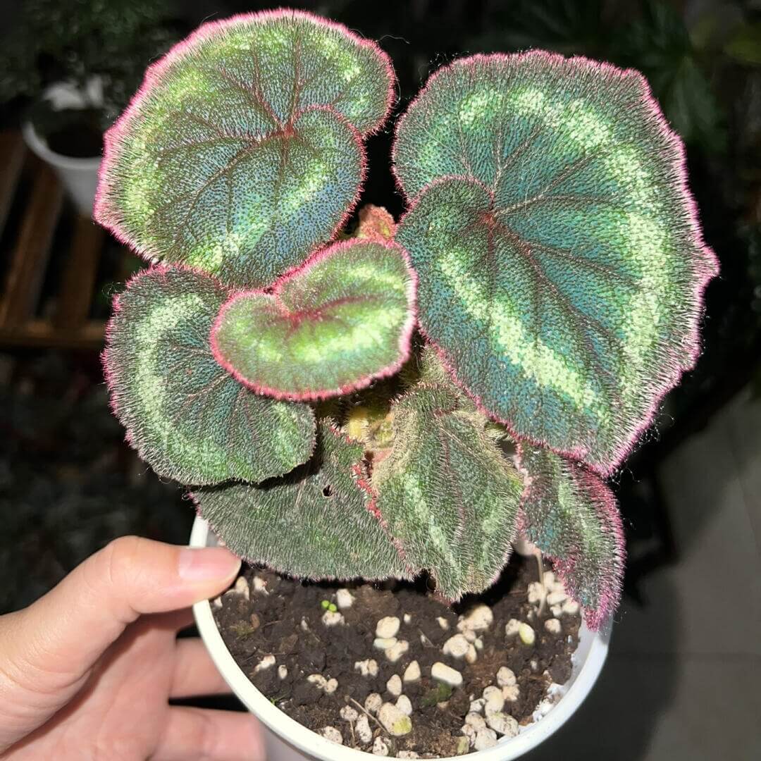 Begonia polytricha, native to China, is a striking foliage plant known for its deep green, heart-shaped leaves adorned with a distinct ring of lighter green patches. The leaf surface is densely covered with fine hairs, giving it a velvety texture, while the margins are lined with noticeable red hairs that add vivid contrast and ornamental appeal.